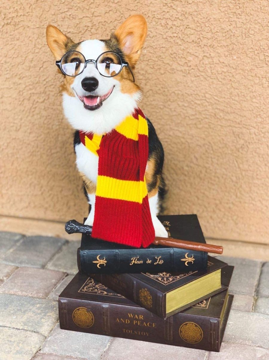 Harry Potter Dog Wallpapers Wallpaper Cave