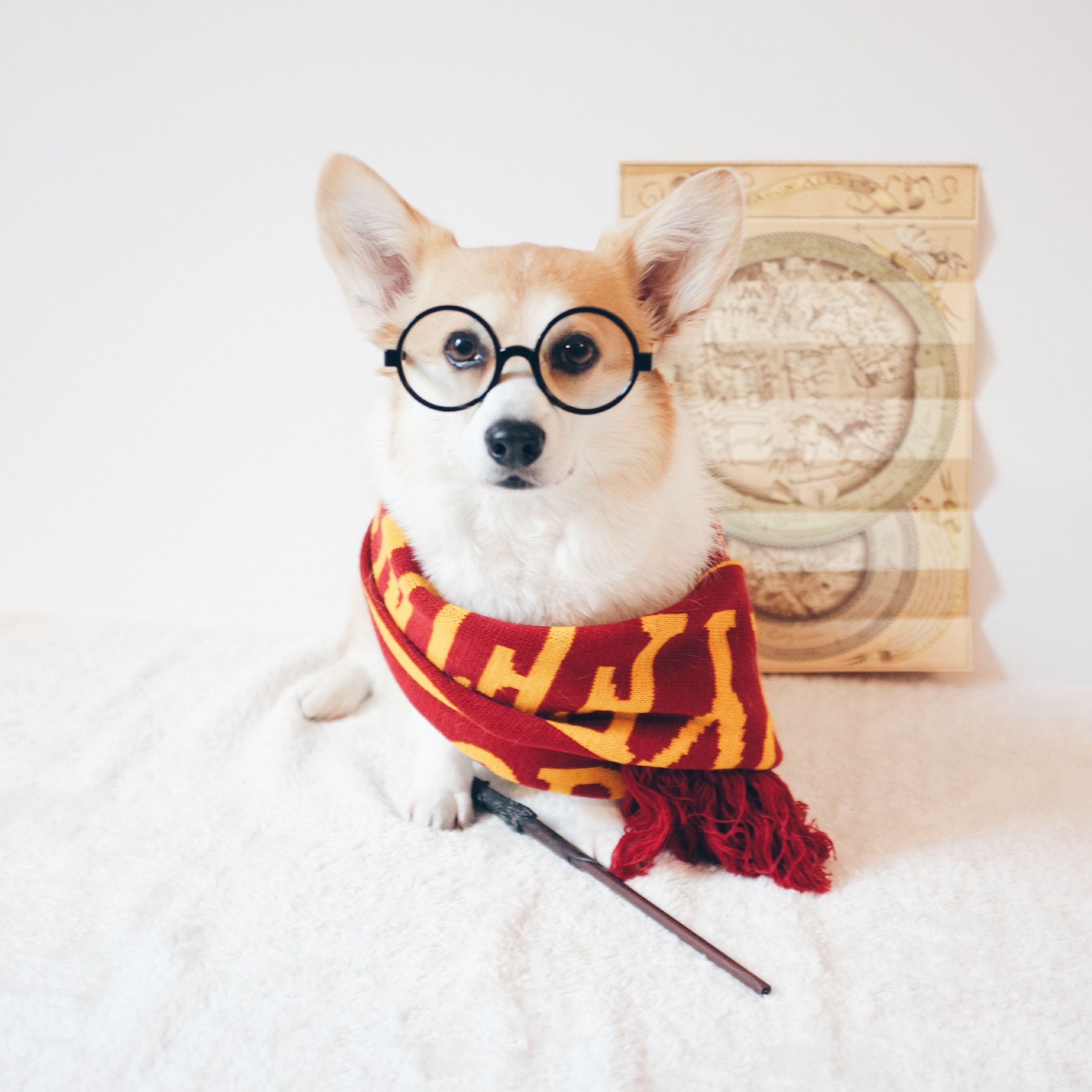 Gryffincorg. Harry potter dog, Pet costumes, Corgi