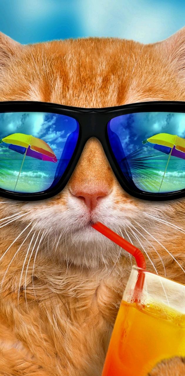 Swag cat wallpaper