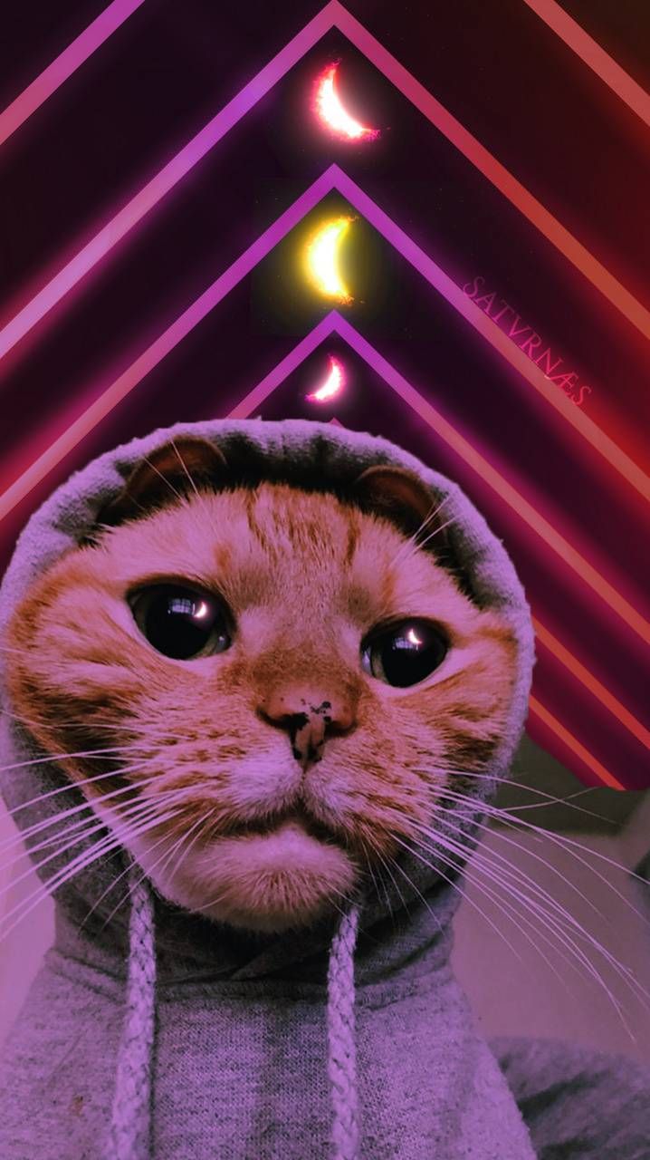 Swag Hoodie Cat wallpaper by SATVRNAES. Cat wallpaper, Cats, Cute cat