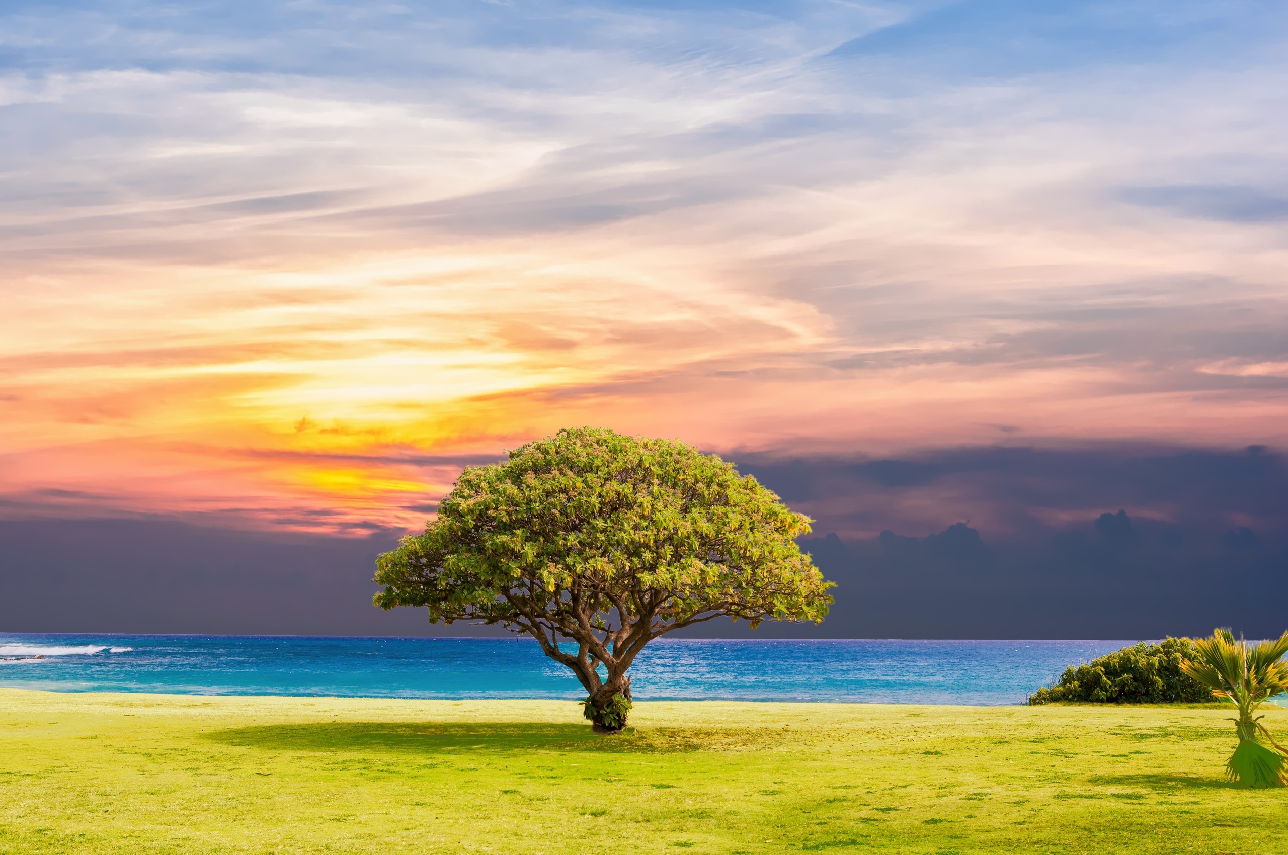 Ocean Summer Tree Landscape 5k Chromebook Pixel HD 4k Wallpaper, Image, Background, Photo and Picture