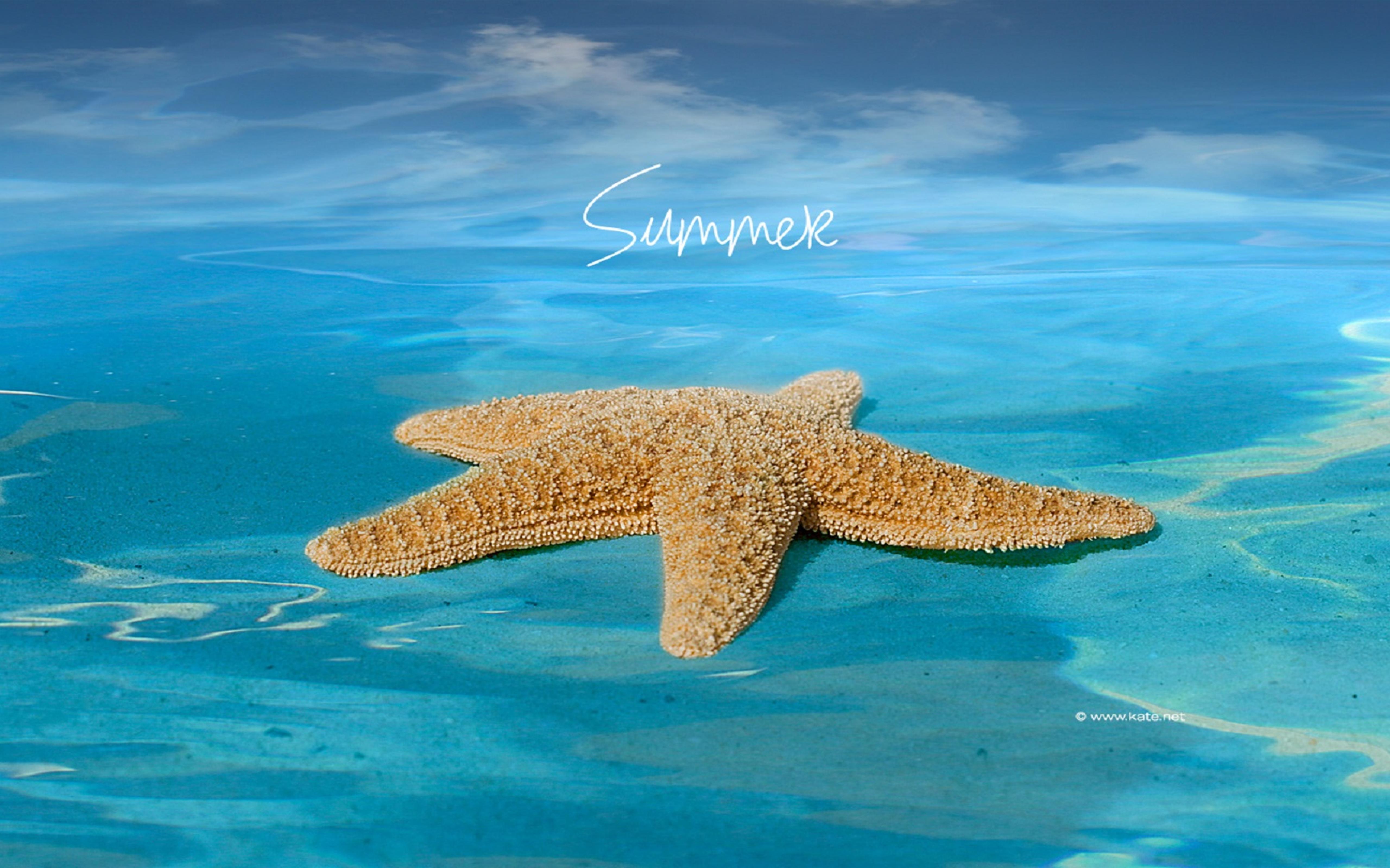 Big starfish in the blue ocean water