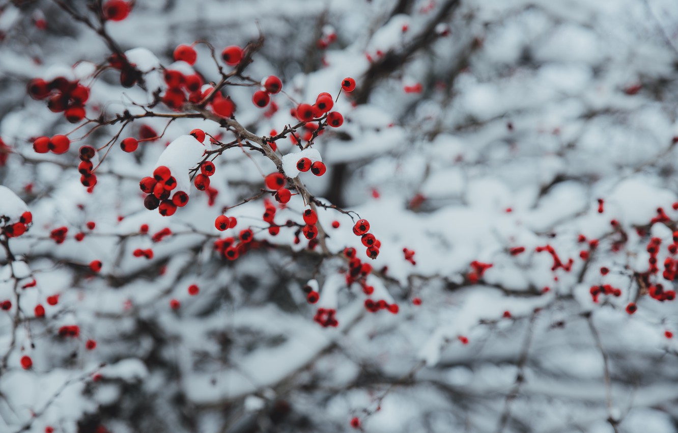 Frosty Branches Wallpapers - Wallpaper Cave