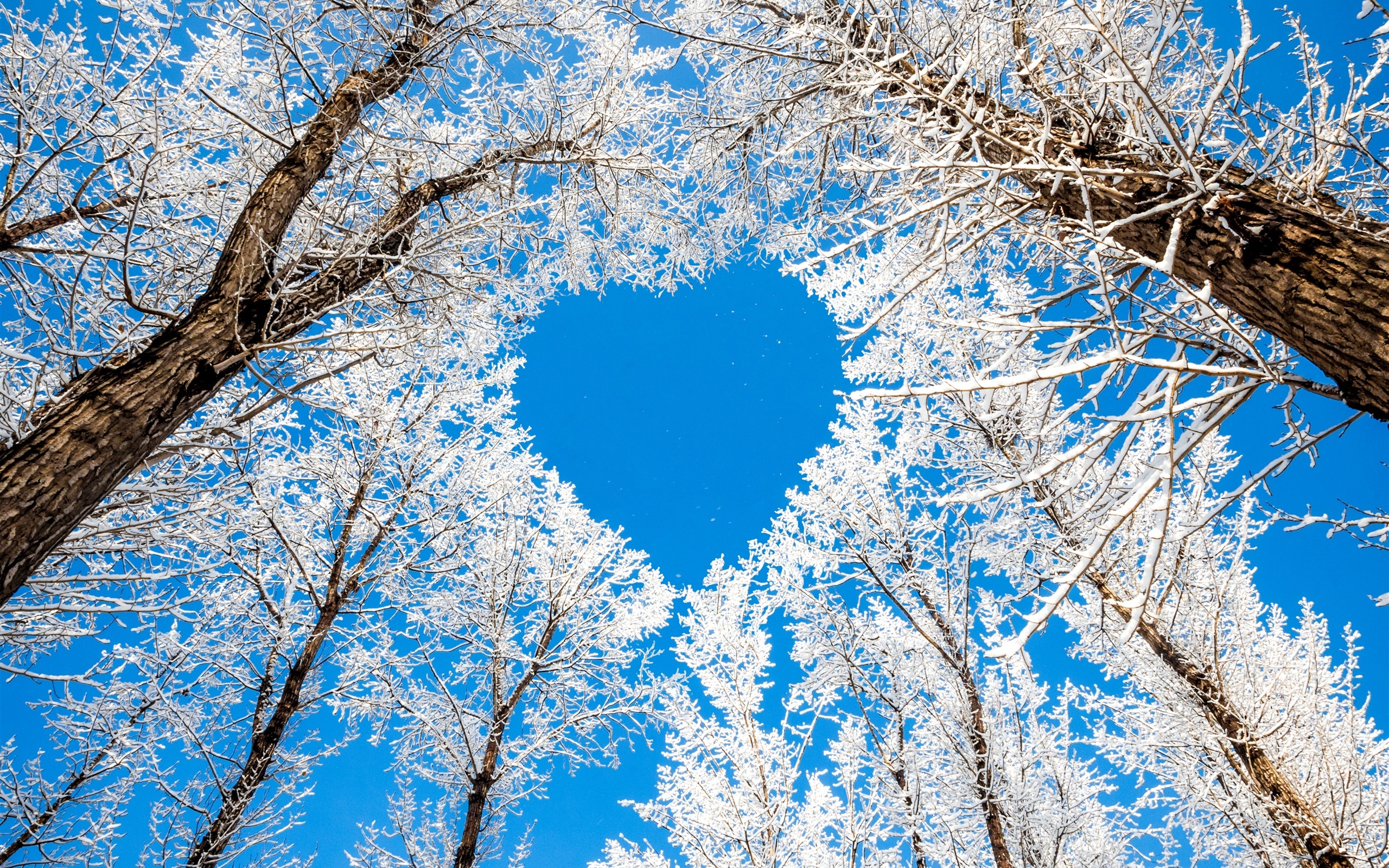Free download Winter trees snow white sky love heart Wallpaper 2560x1600 HD [2560x1600] for your Desktop, Mobile & Tablet. Explore Winter Love Wallpaper. Beautiful Love Wallpaper, Beautiful Winter Wallpaper