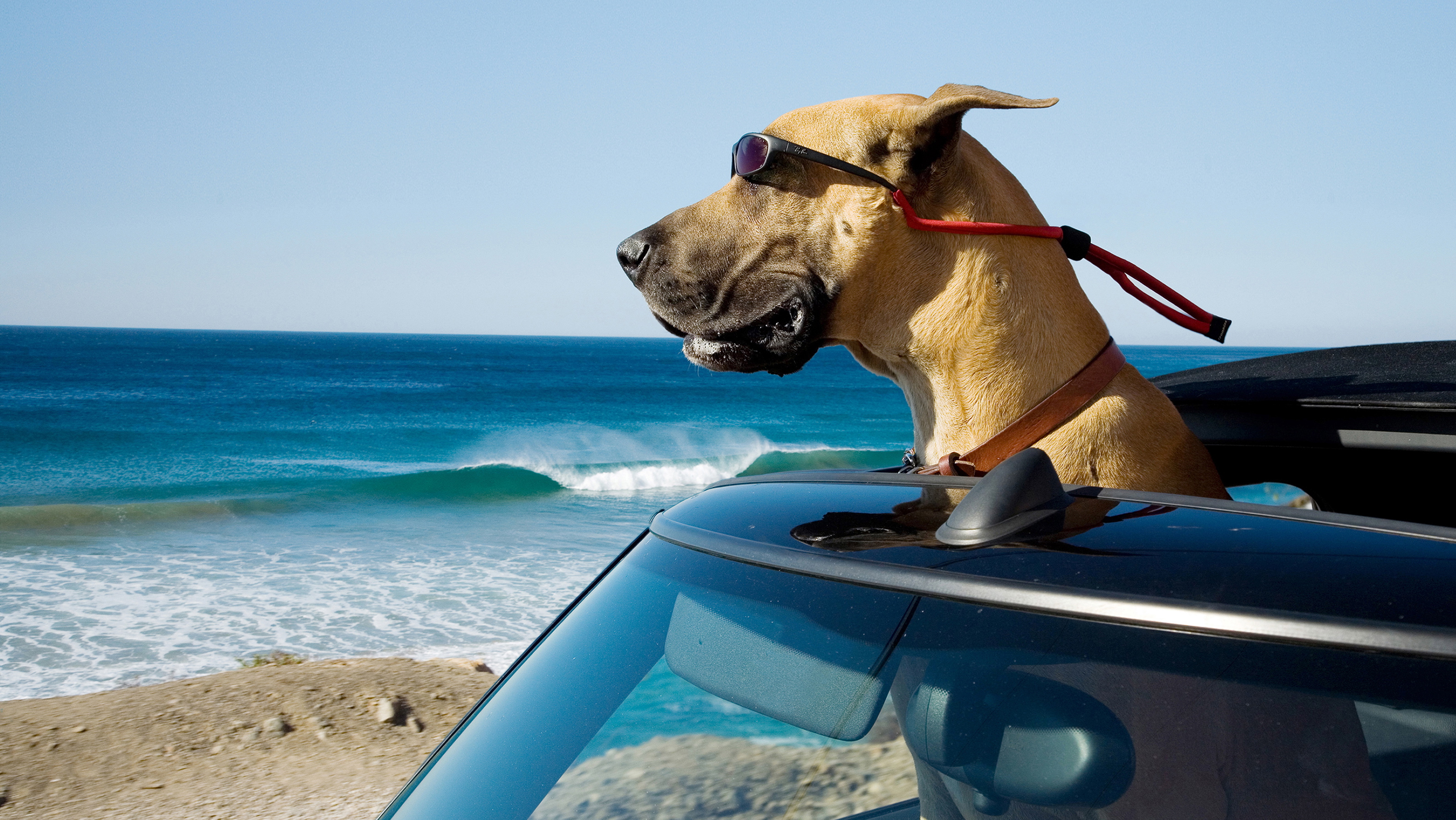 Marmaduke HD Wallpaper and Background