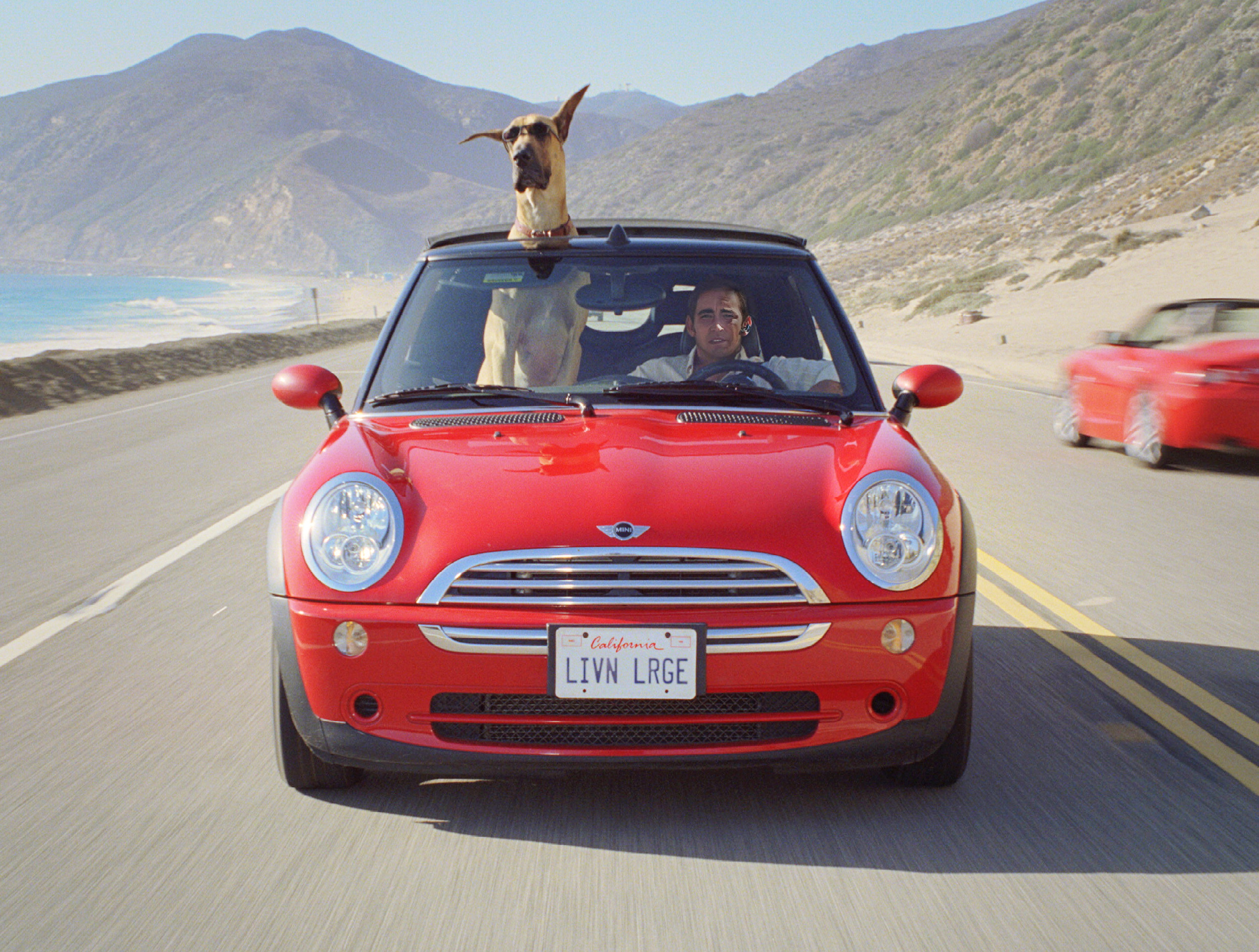 Marmaduke HD Wallpaper