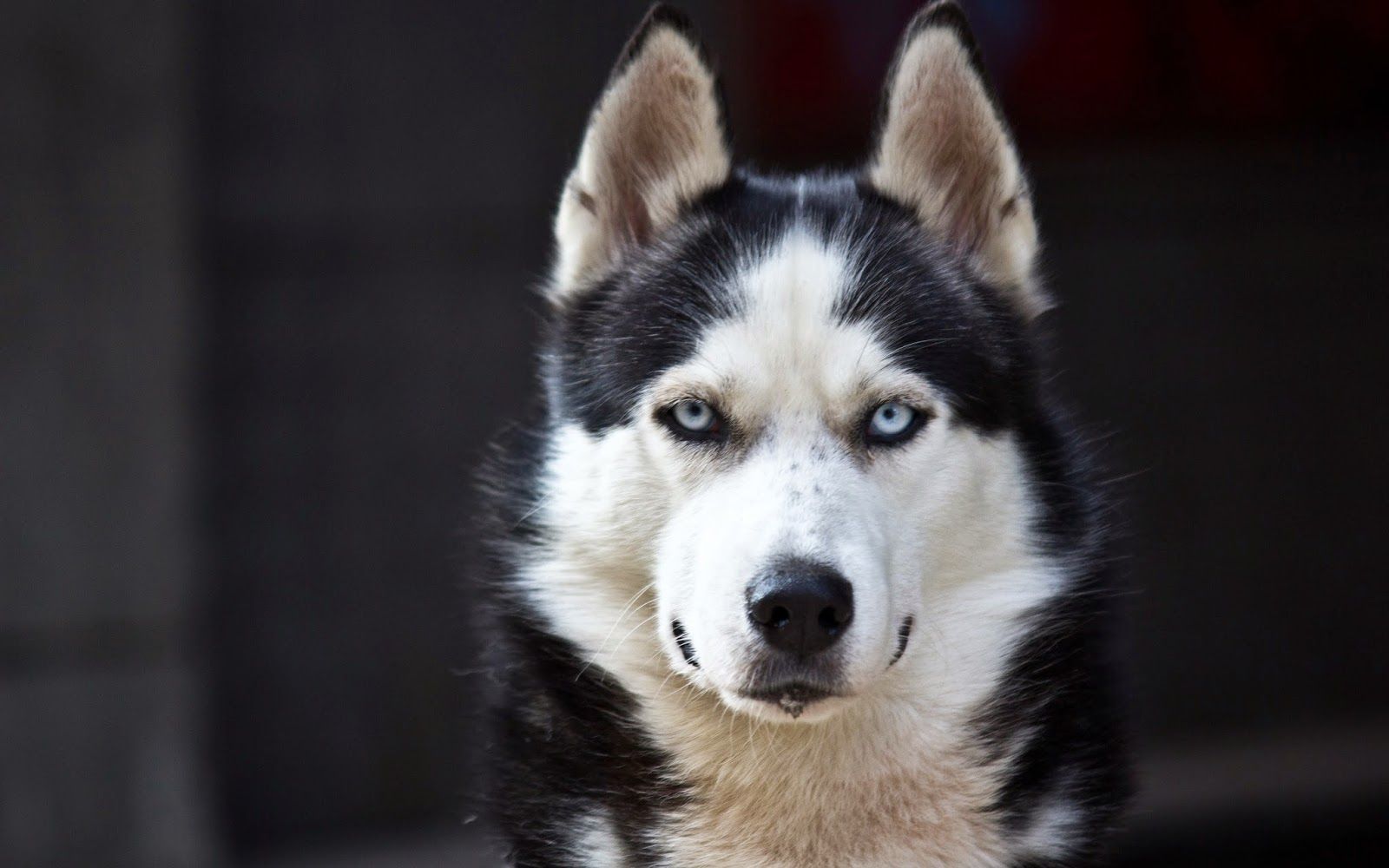 Husky wallpaper HD wallpaper collection 2014. Husky dogs, Huskies dogs blue eyes, Friendly dog breeds