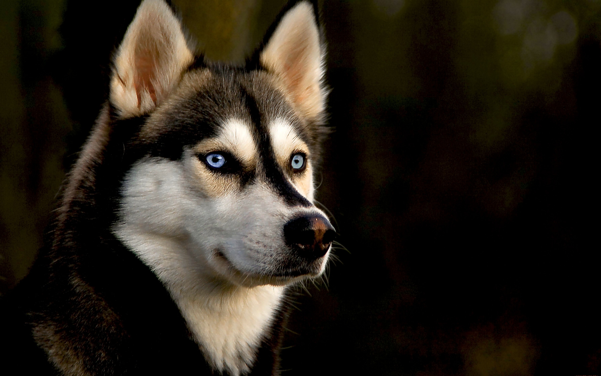 Siberian Husky HD Wallpaper and Background