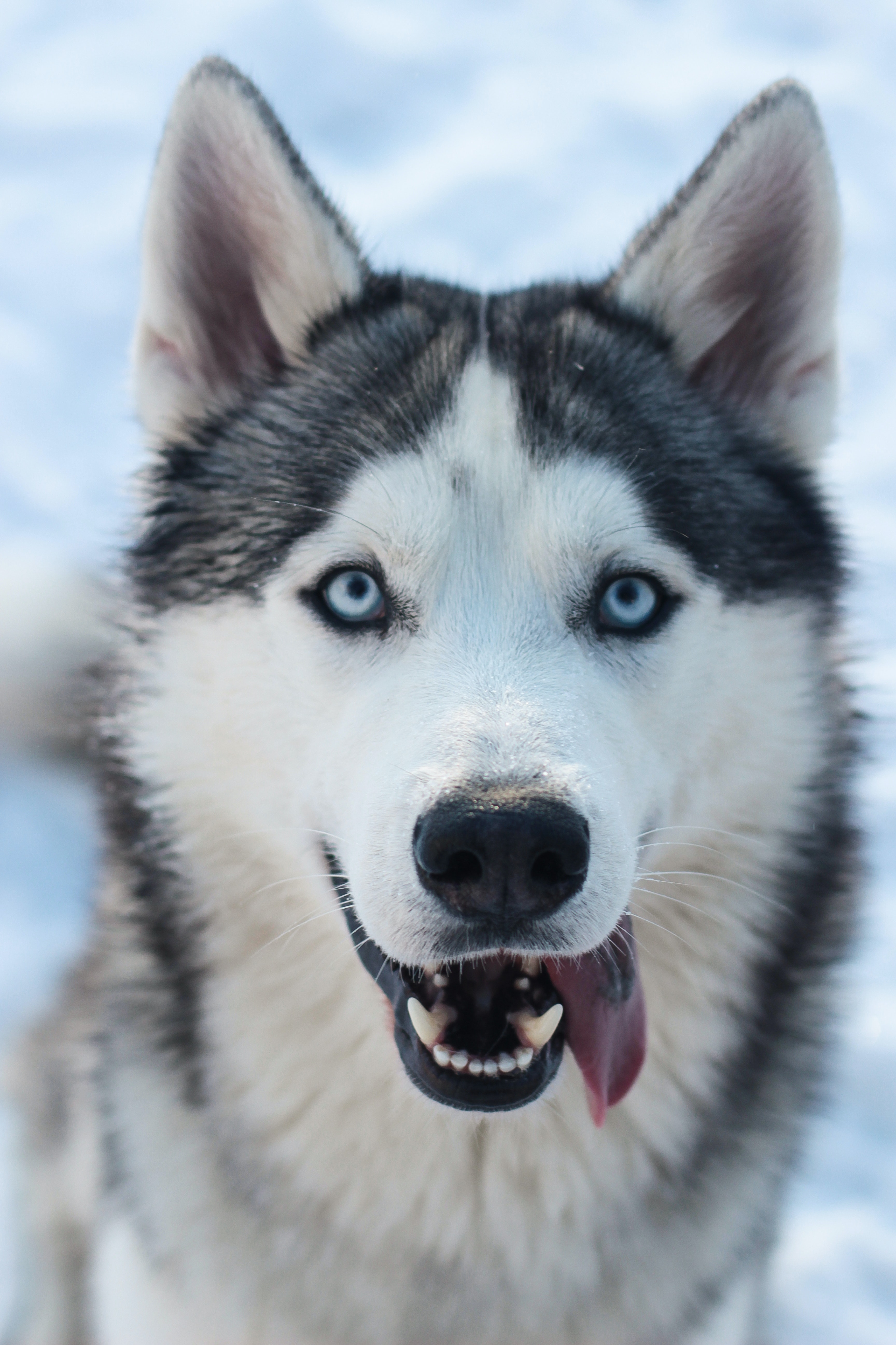 Best Siberian Husky Photo · 100% Free Downloads