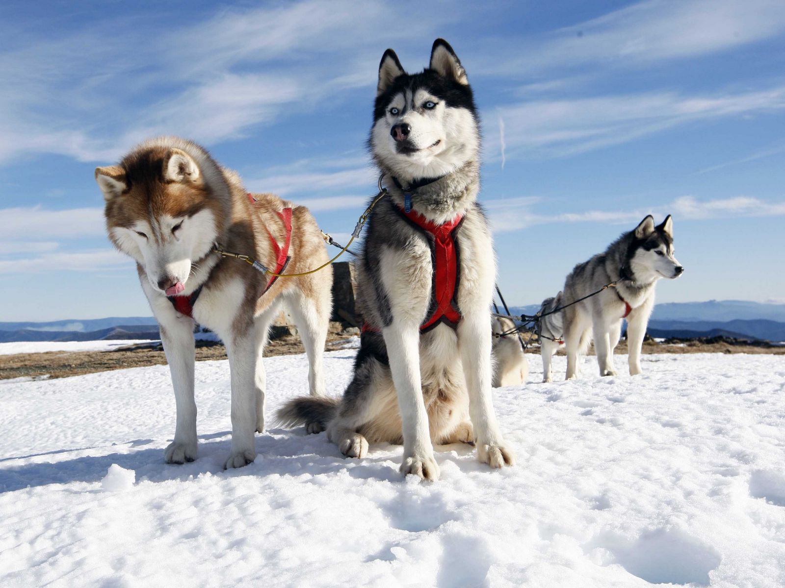 Download wallpaper 1600x1200 husky, couple, dogs, snow, alaska standard 4:3 HD background