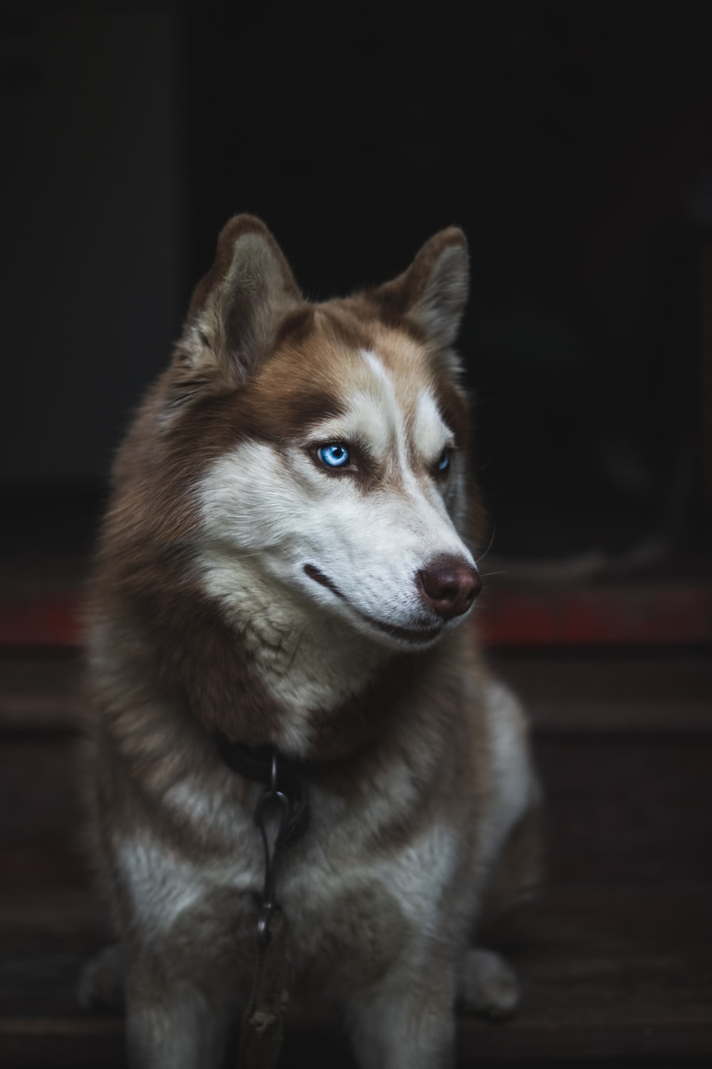 Husky 4K Picture [HD]. Download Free Image