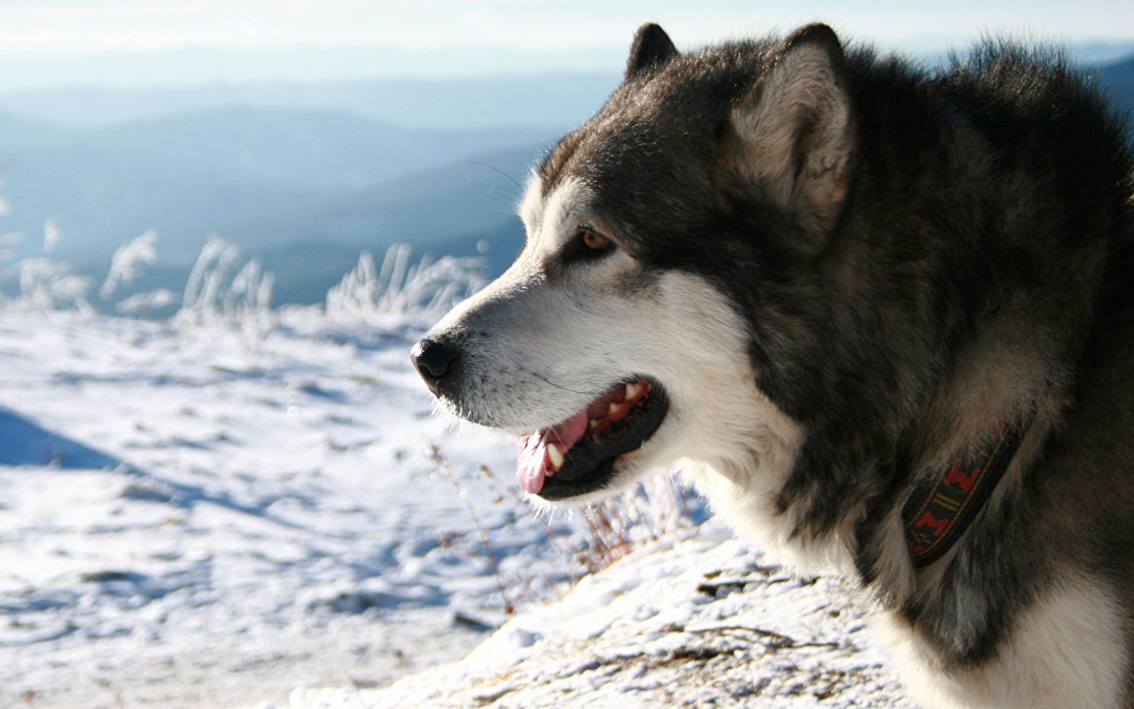 Desktop Wallpaper Husky Alaskan Malamute dog Animals