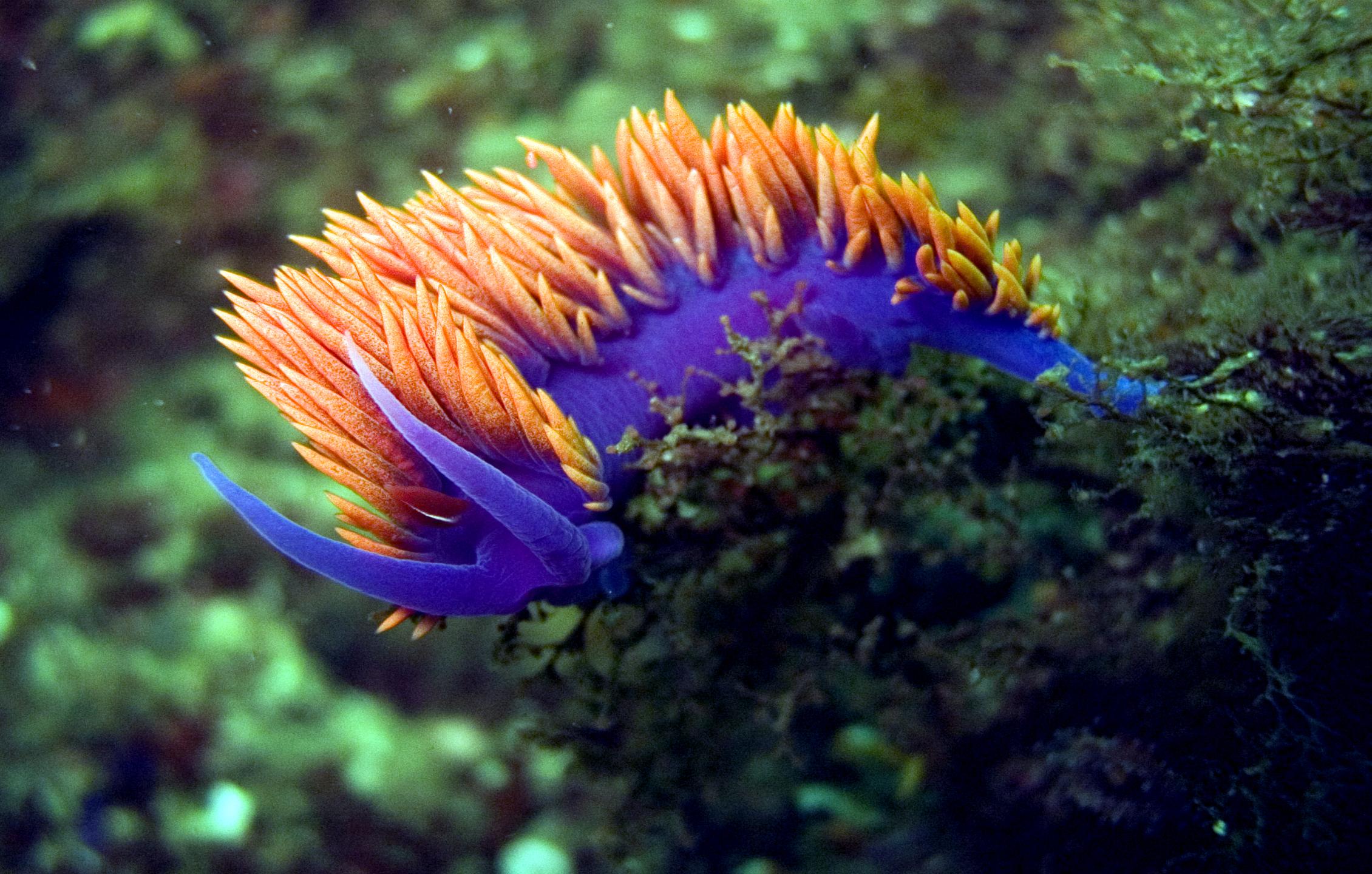 Sea Slug HD Wallpaper