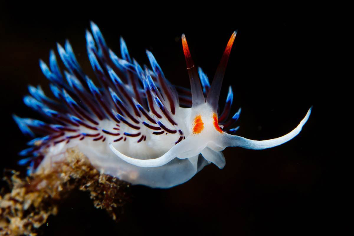 Sea Slug Wallpapers - Wallpaper Cave