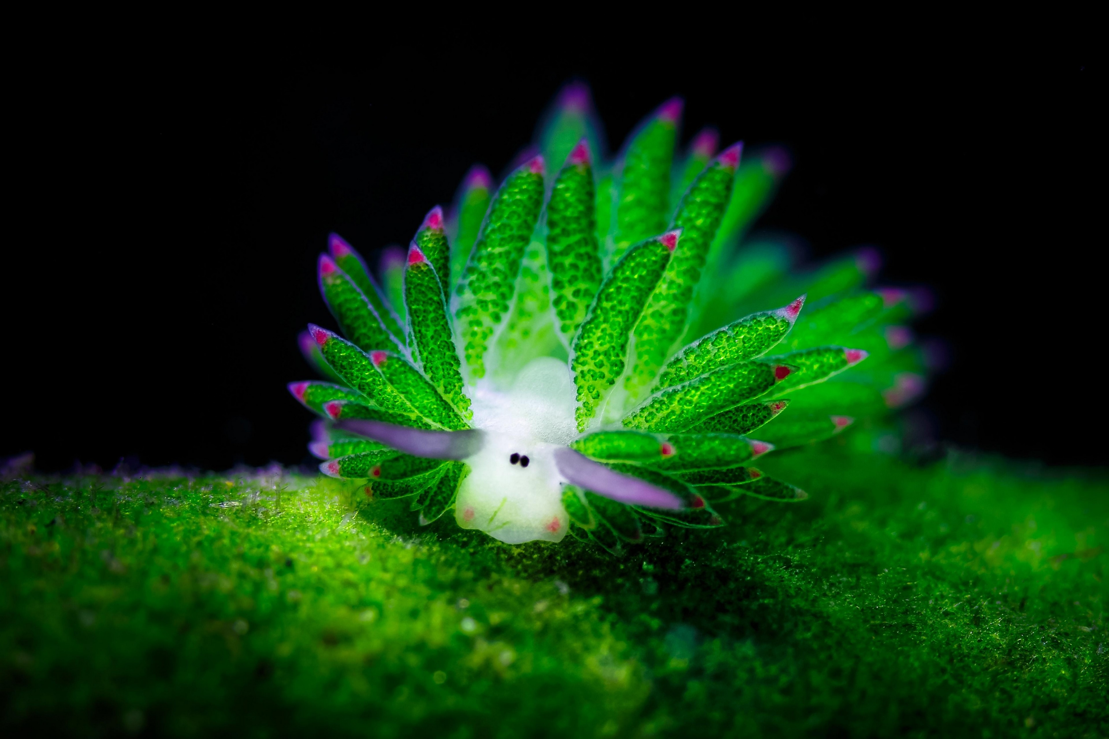 Sea Slug 4k Ultra HD Wallpaper