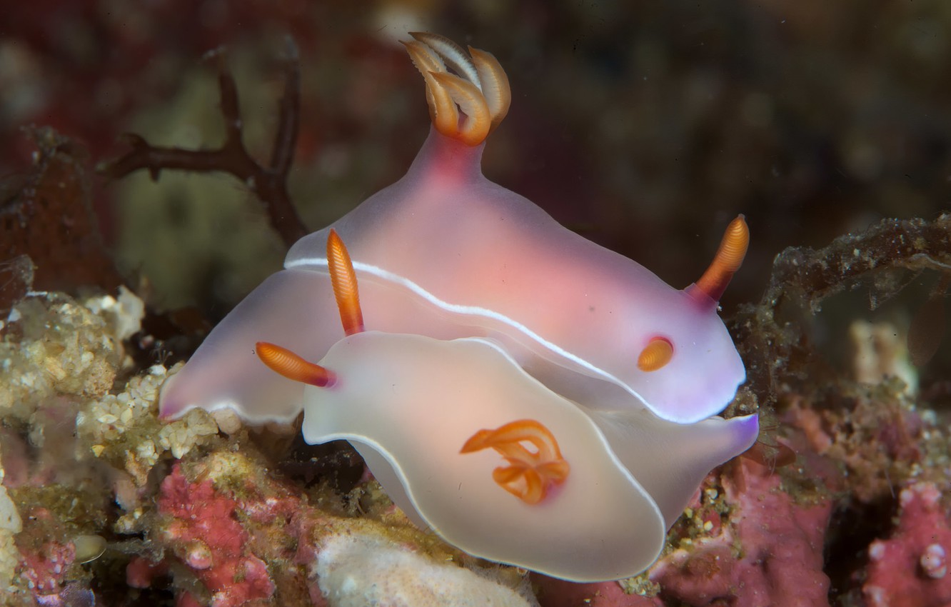 Wallpaper pair, marine fauna, sea slug image for desktop, section животные