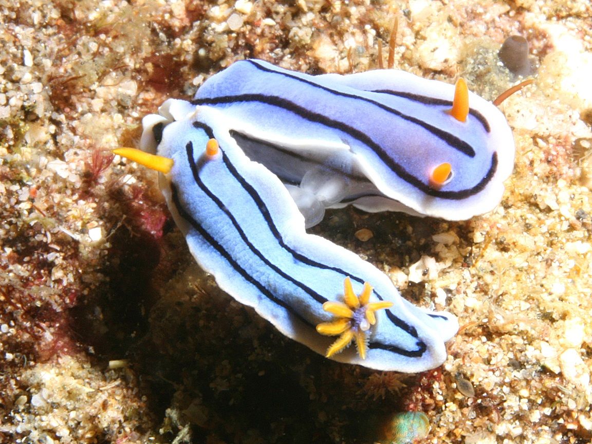 Sea Slug. Animal Wildlife. Sea slug, Slugs, Ocean creatures