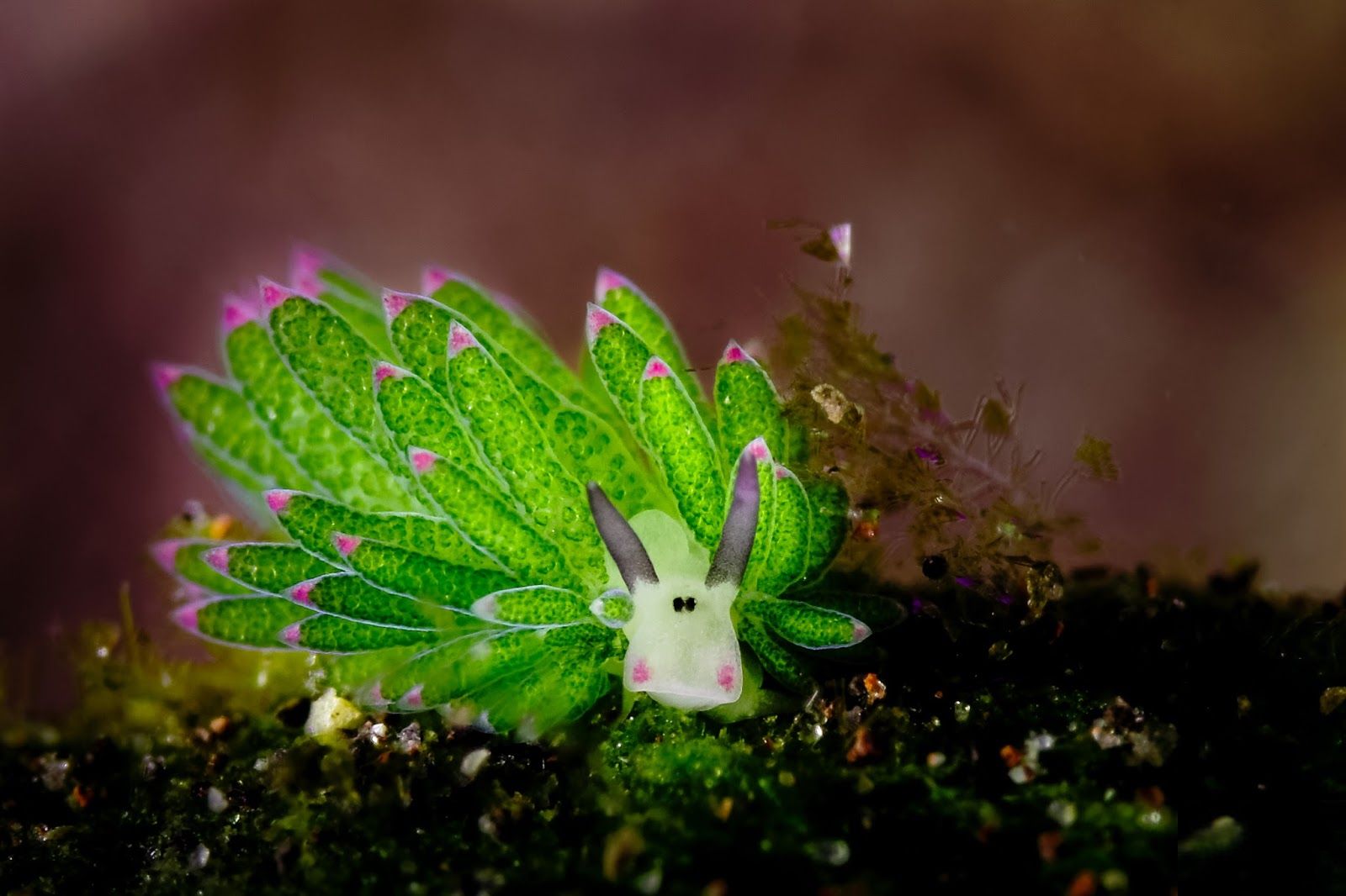 Sea Slug HD Wallpaper and Background