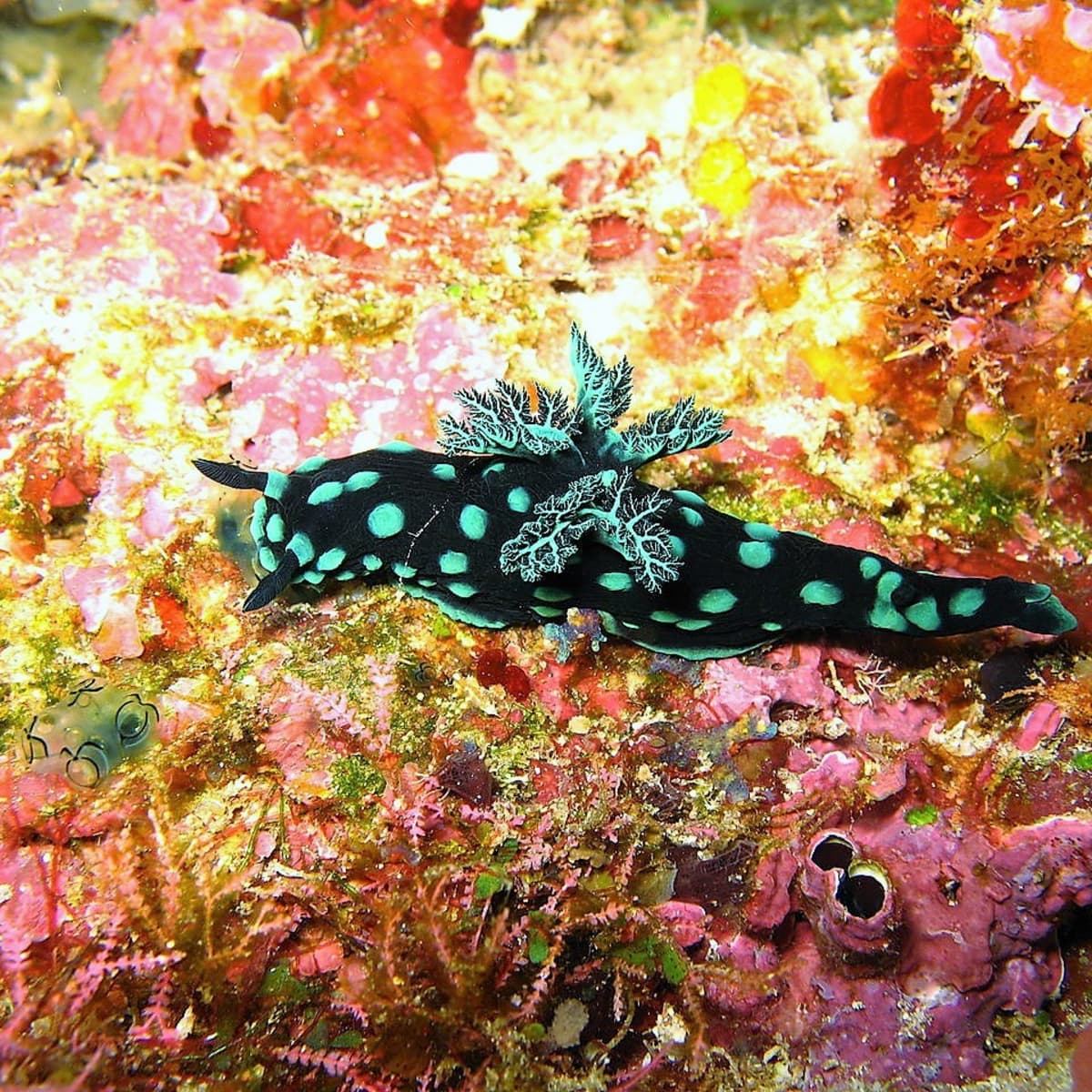 Facts About Sea Slugs and Photo of 12 Beautiful Species
