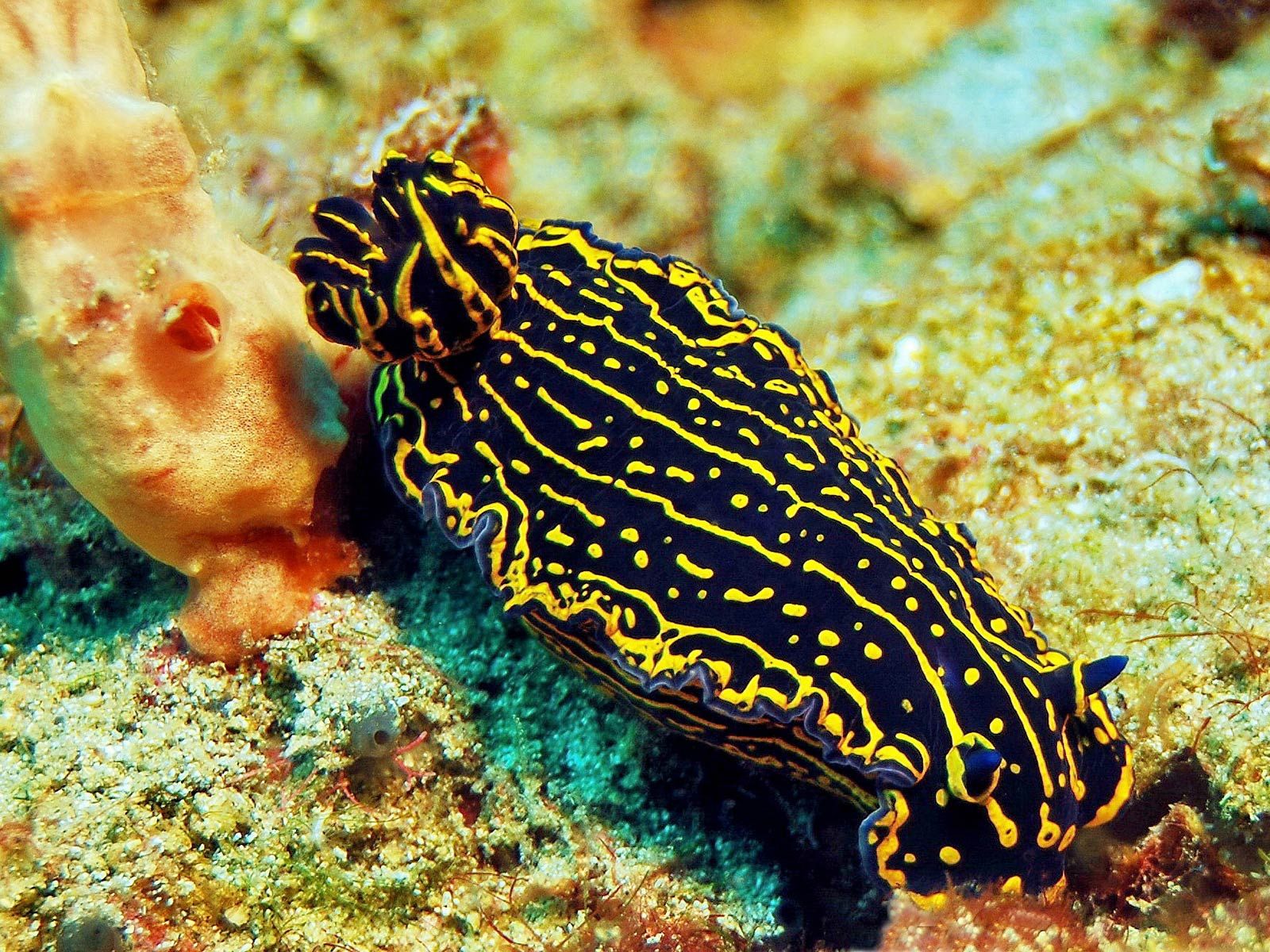 free Sea Slug wallpaper wallpaper and background. Sea slug, Weird sea creatures, Slugs