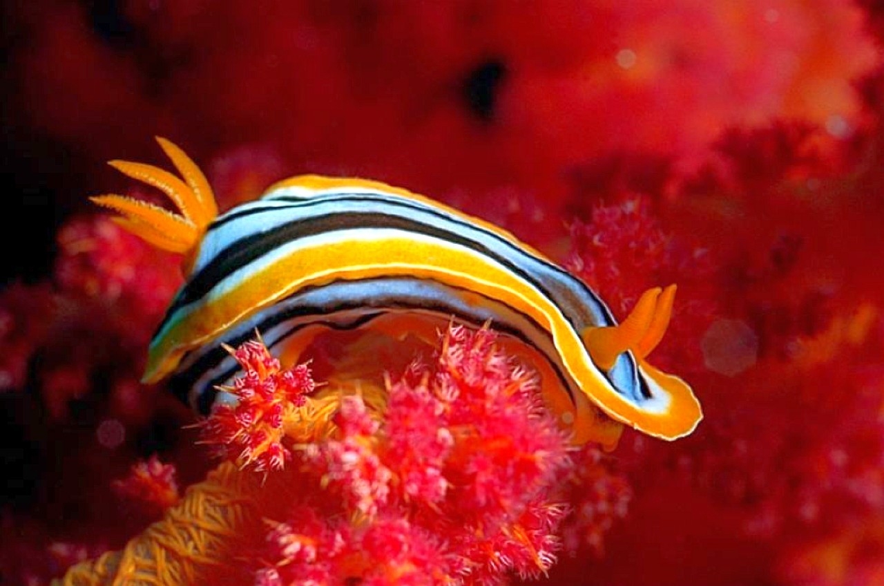 nature animals nudibranchia sea slugs 1280x848 wallpaper High Quality Wallpaper, High Definition Wallpaper