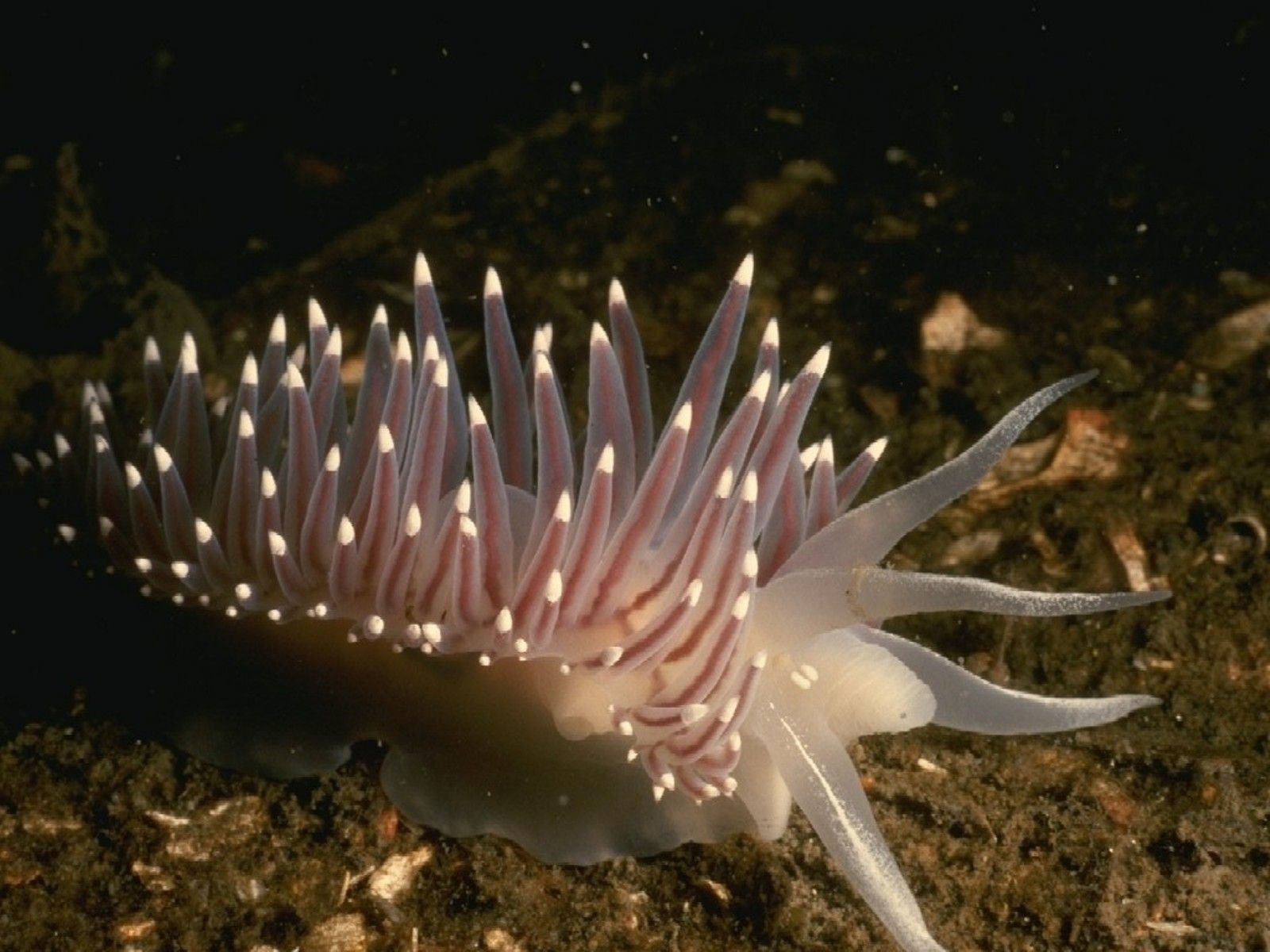 Nudibranch sea slug is a Herbivorous mollusk