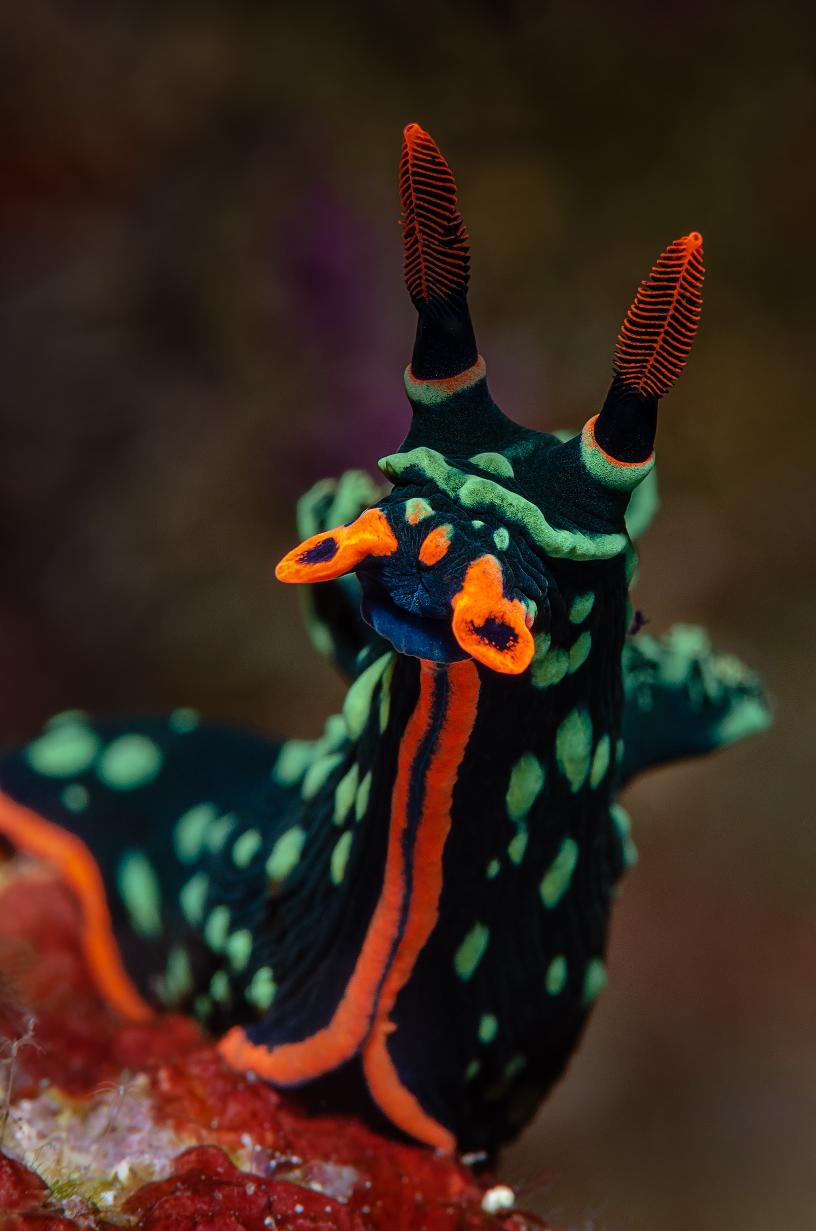 Best Sea Slug Photo · 100% Free Downloads