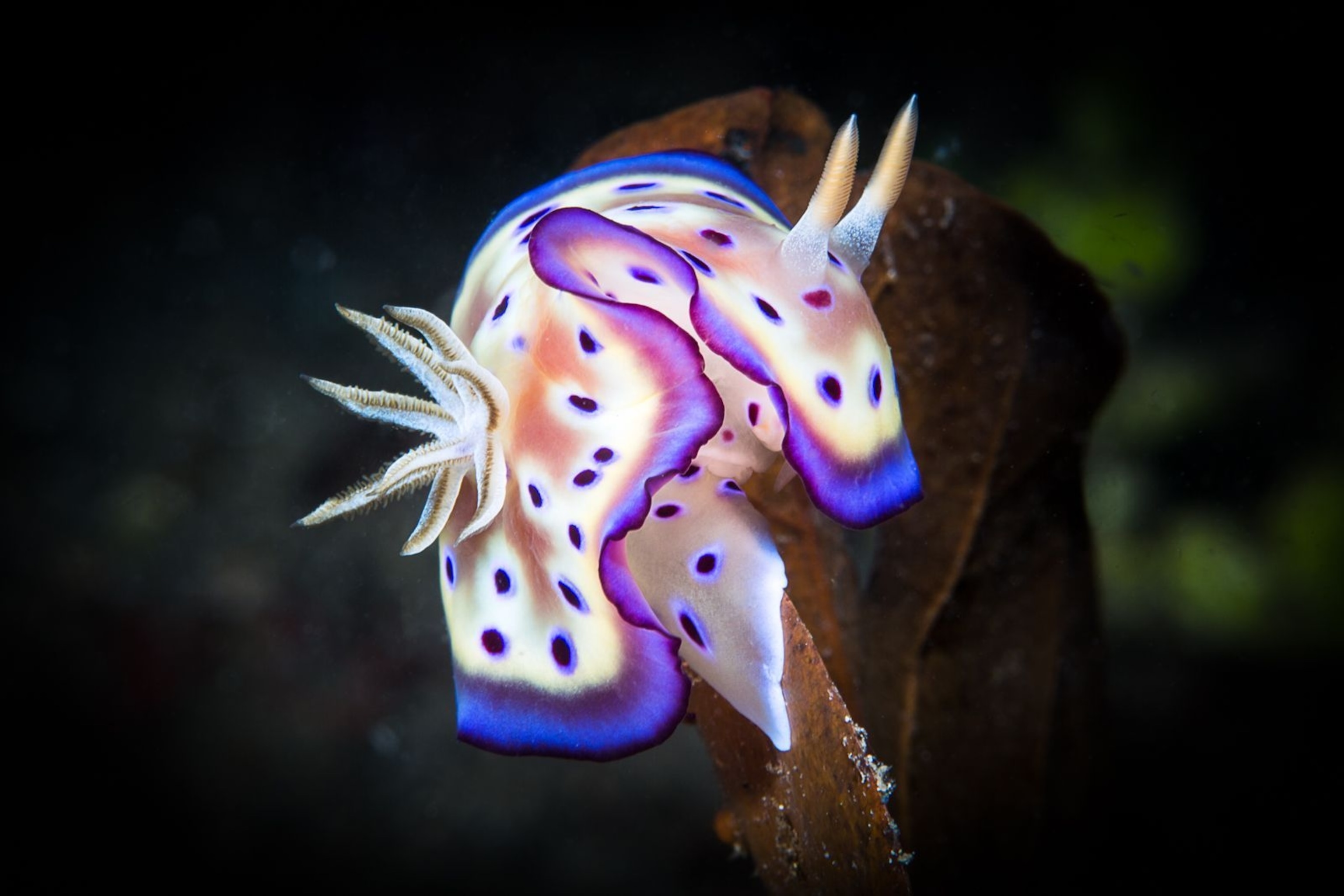 Meet the Adorable Sea Bunny Taking Over the Internet