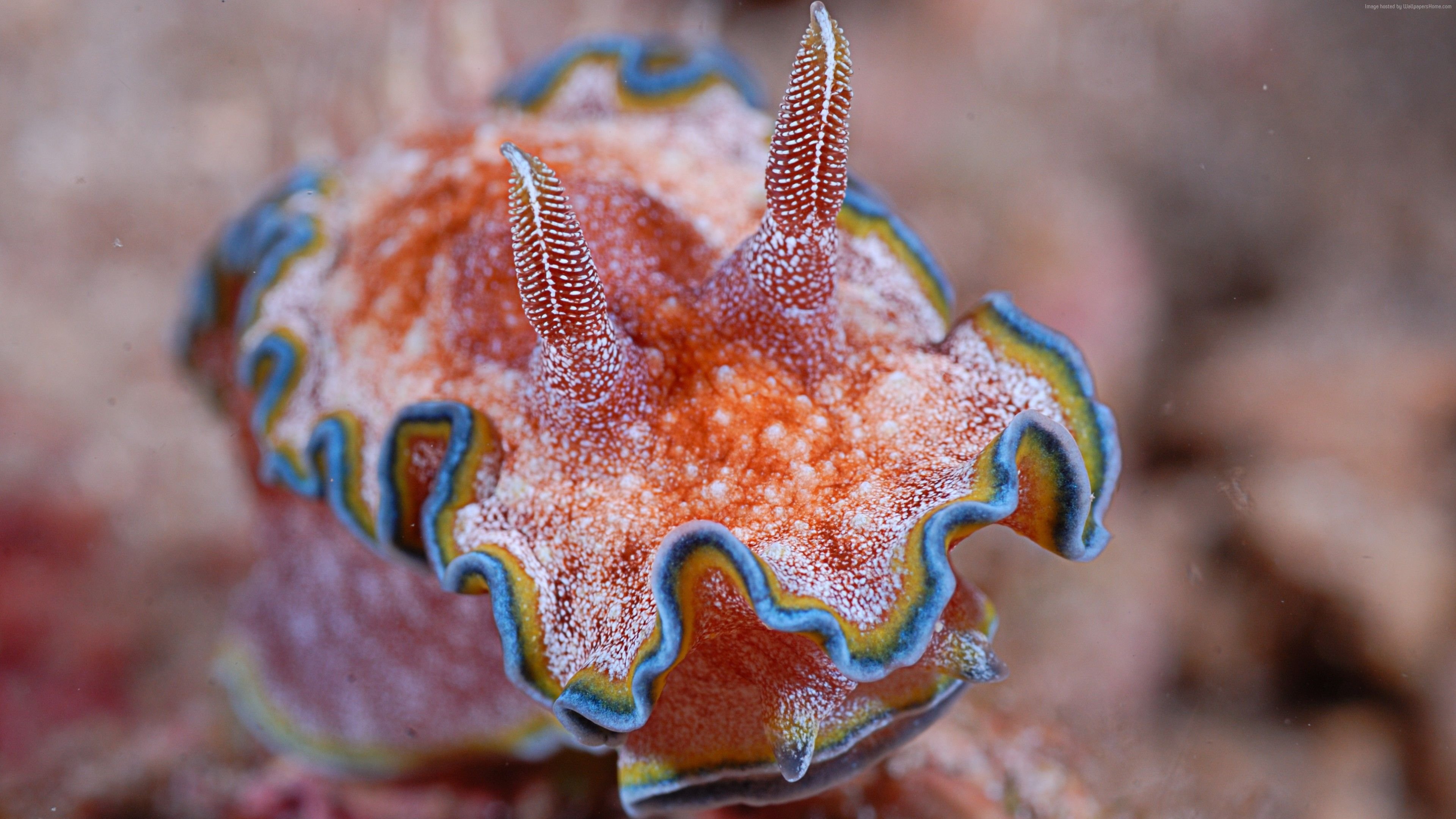 Sea Slug Wallpaper 3840x2160 82407