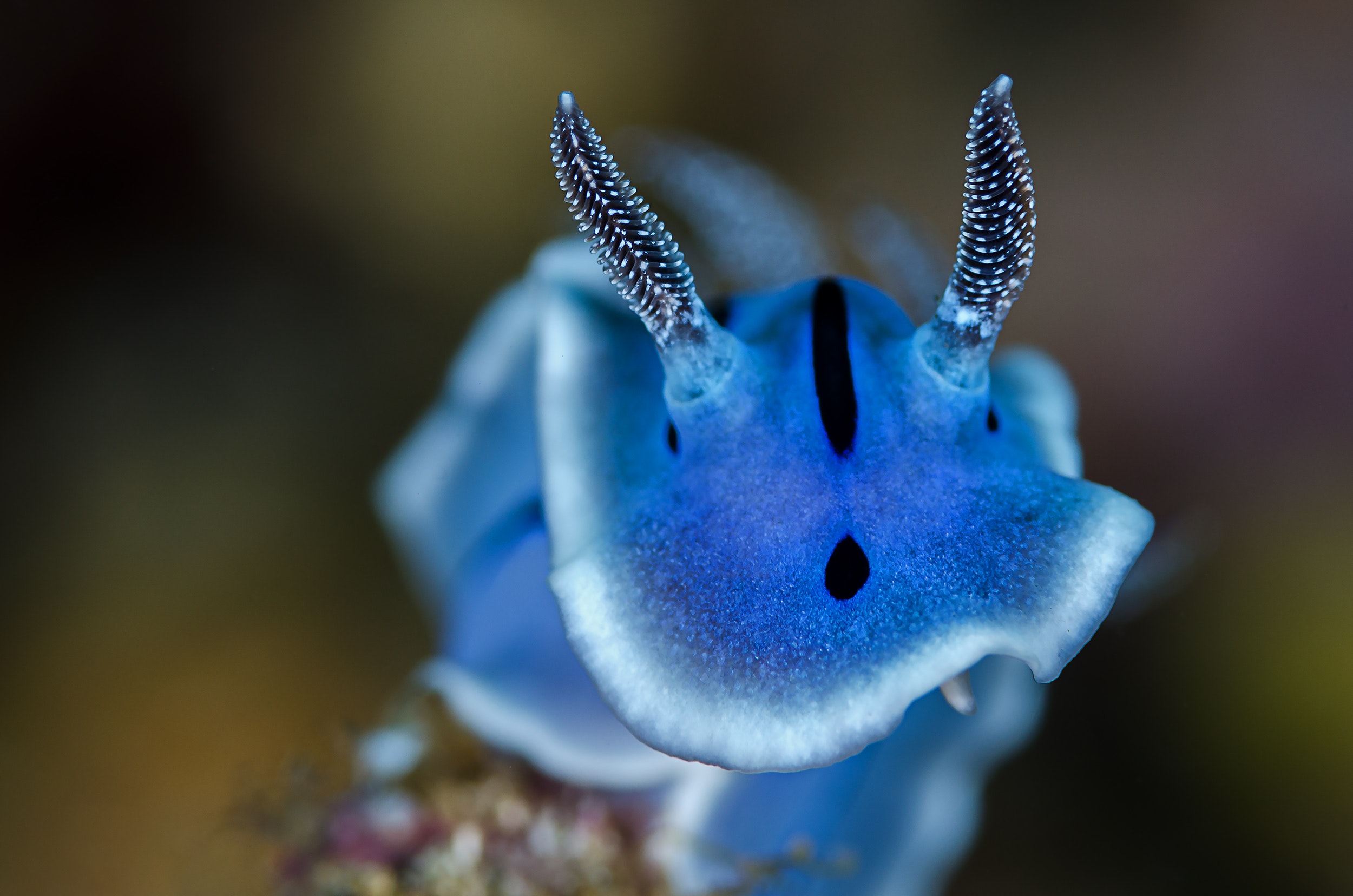 Best Sea Slug Photo · 100% Free Downloads