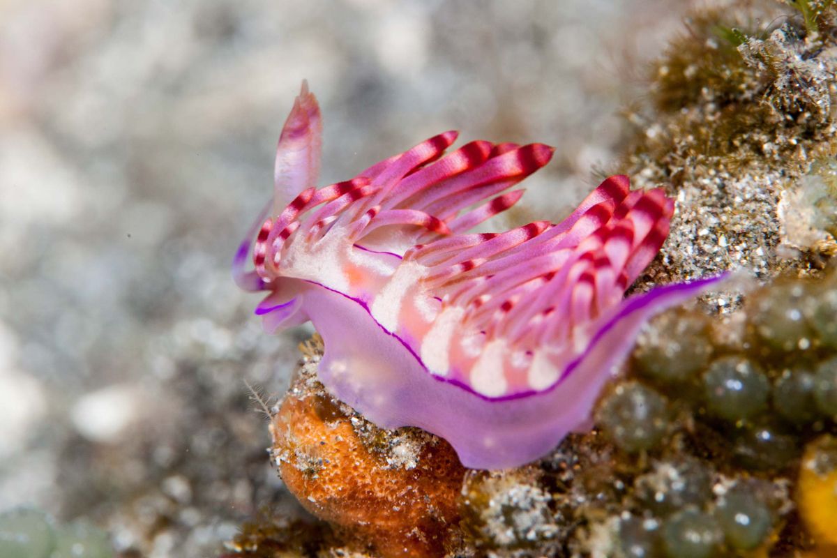 pink sea slug. Sea slug, Pink animals, Slugs