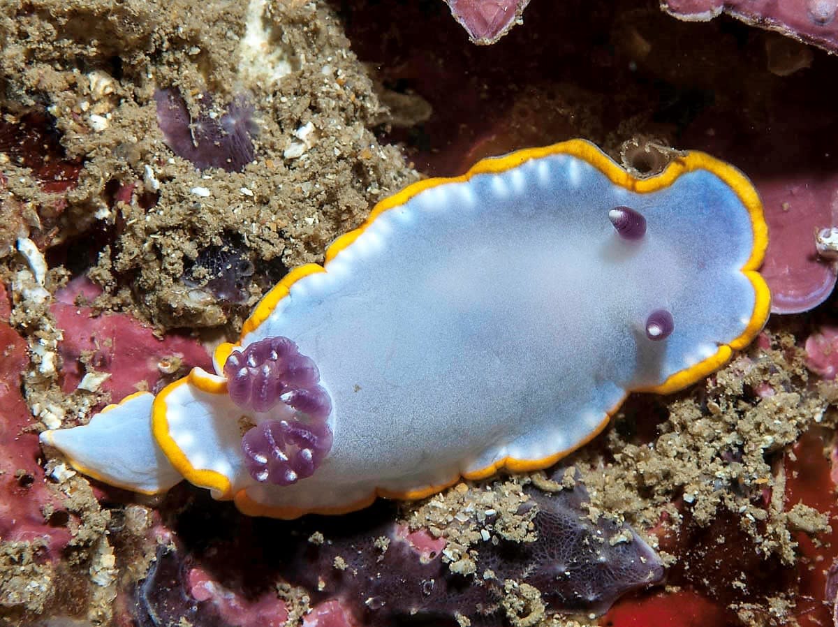 Facts About Sea Slugs and Photo of 12 Beautiful Species