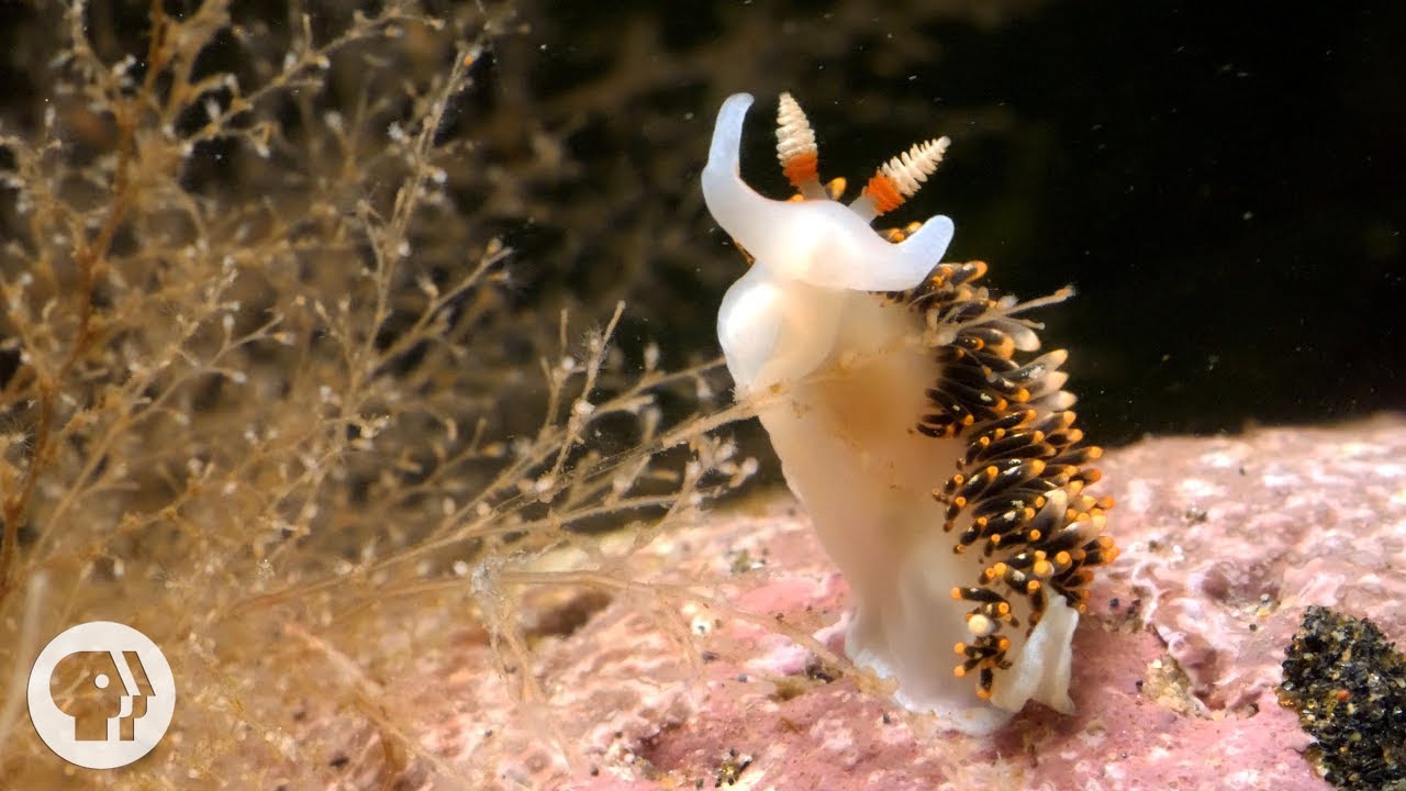 These Sneaky Sea Slugs Paralyze Their Predators With Stolen “Weapons”