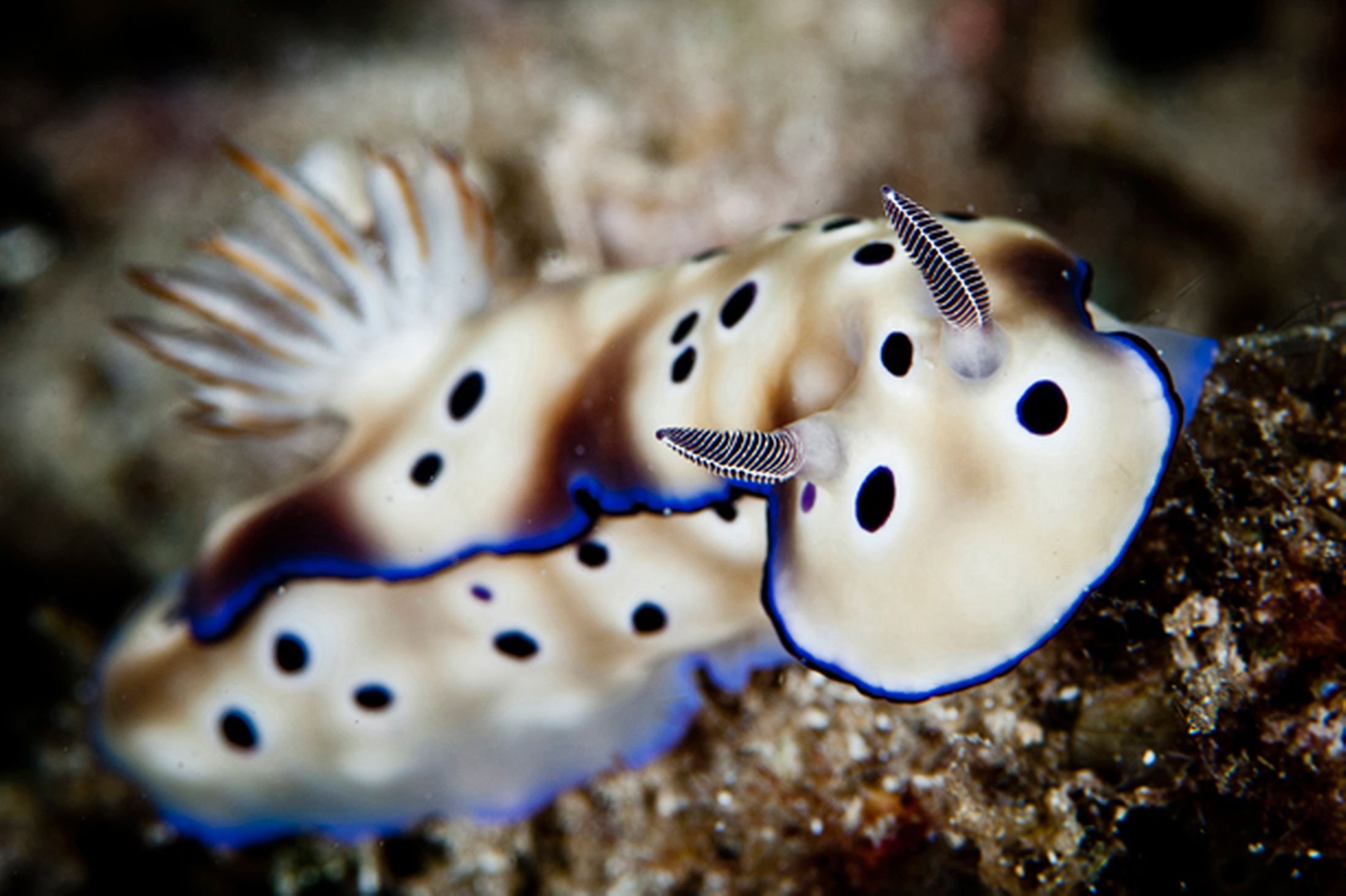 Sea Slug Wallpaper 2197x1463 82403