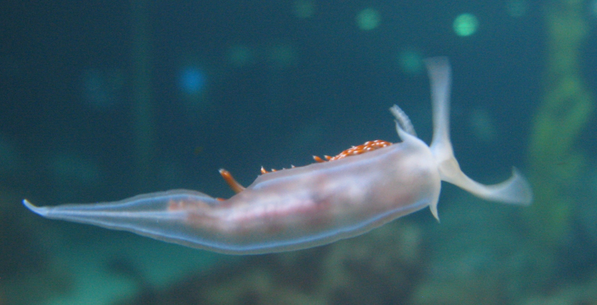 Nudibranchs: The Sea Slugs