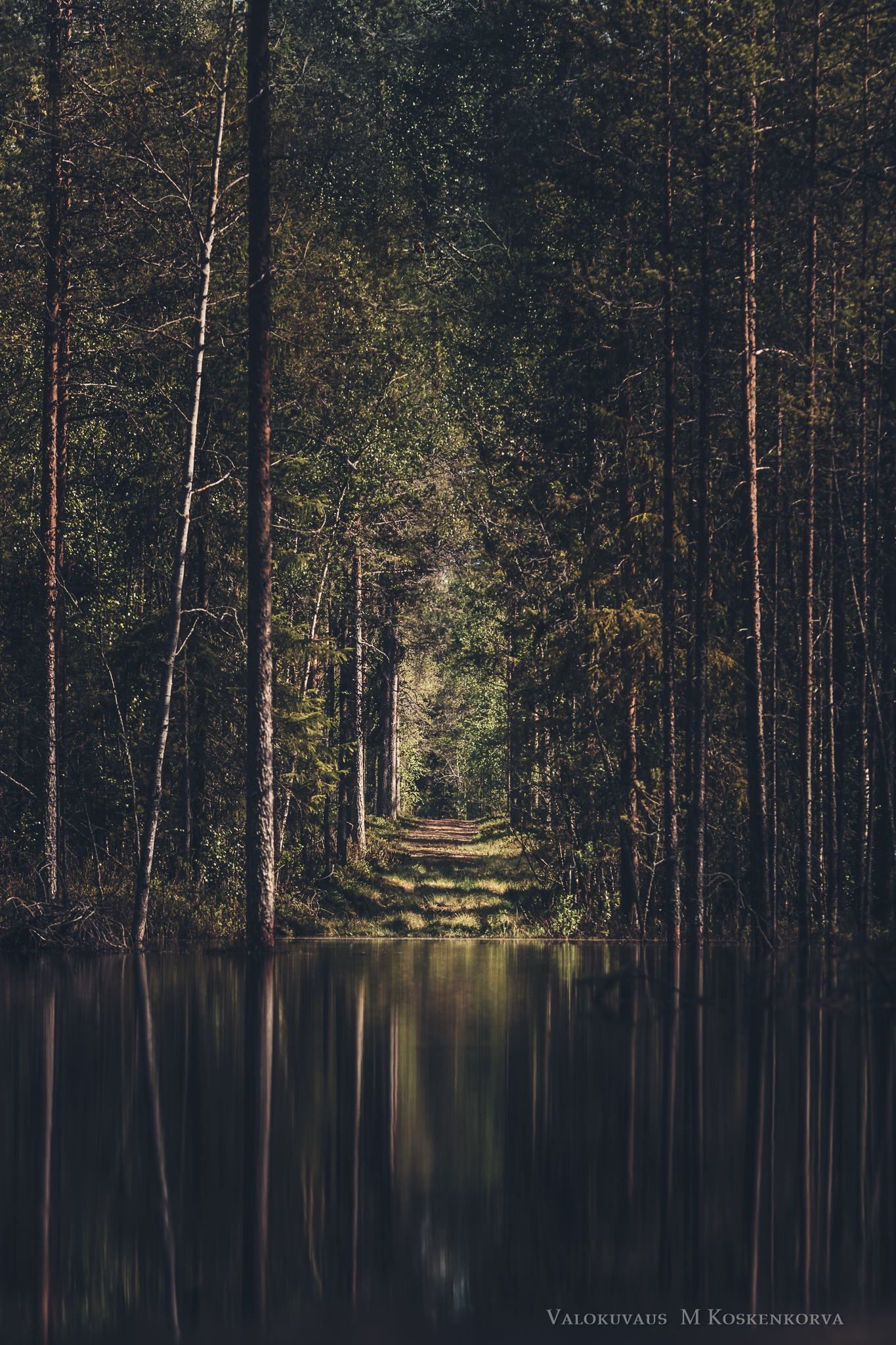 Forest pond in Kempele Finland [1365x2048][OC]. Forest photo, Forest lake, Forest