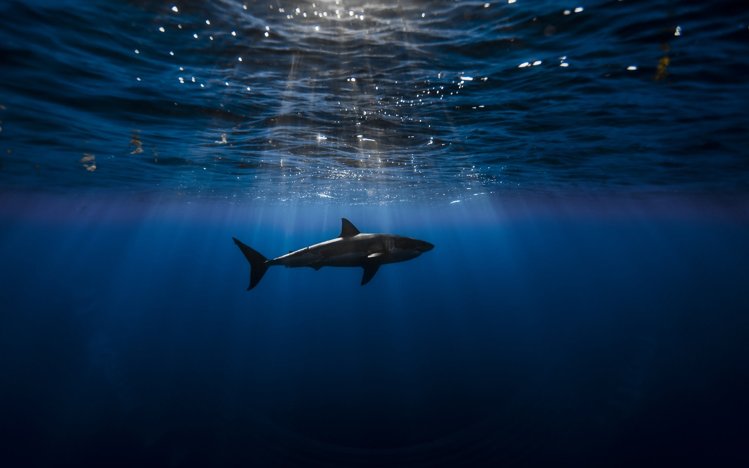 Underwater Wallpaper of a Shark [2560x1600]