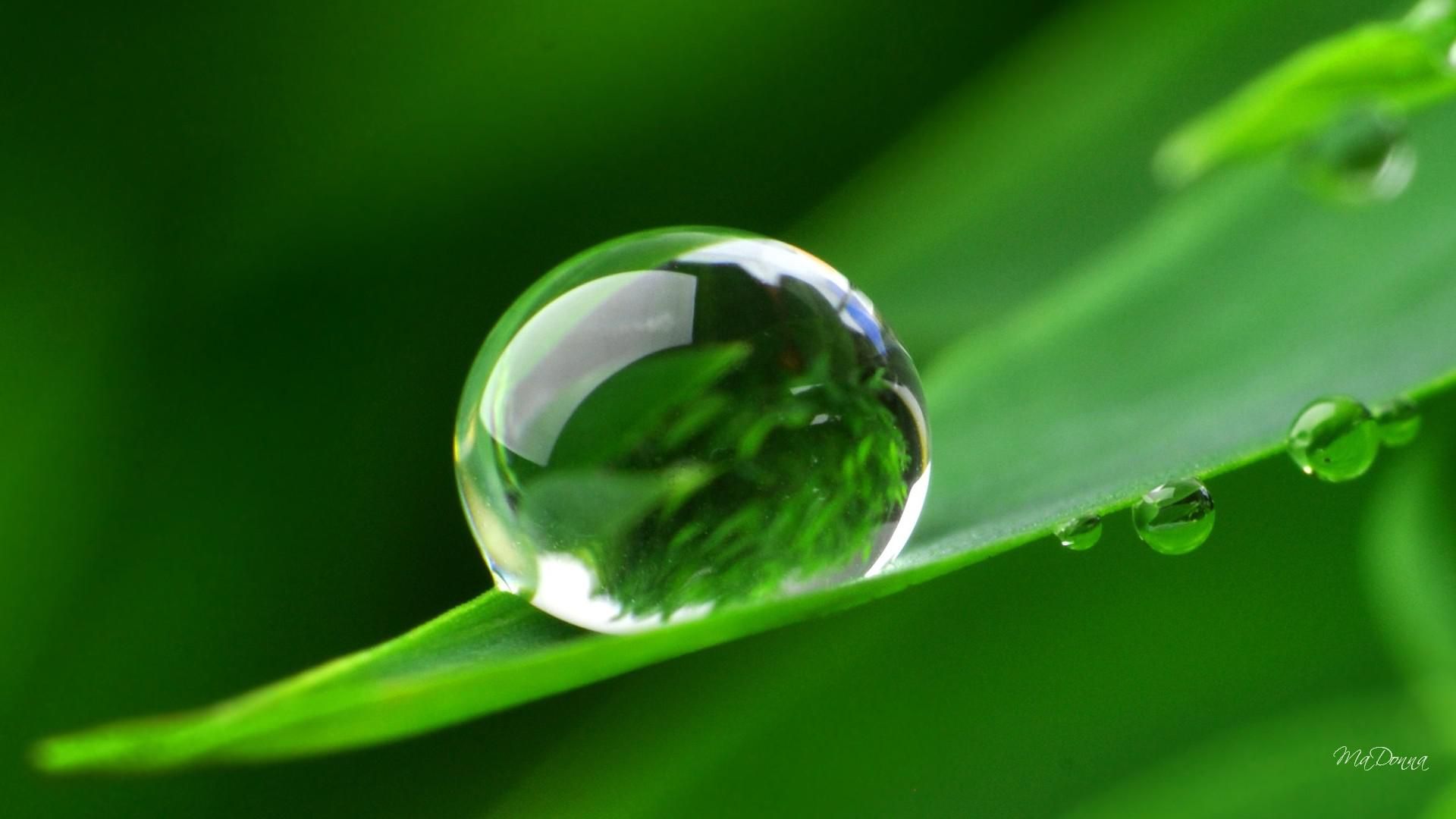 Dew #DewDrops. Water drop photography, Water art, Water droplets photography