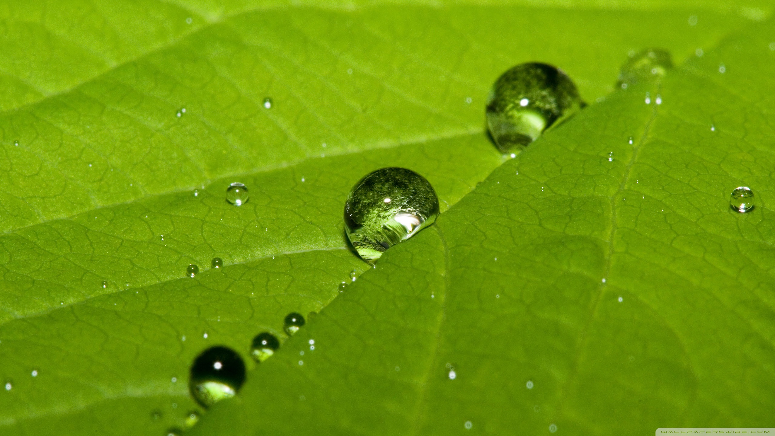 Dewdrops Wallpapers - Wallpaper Cave