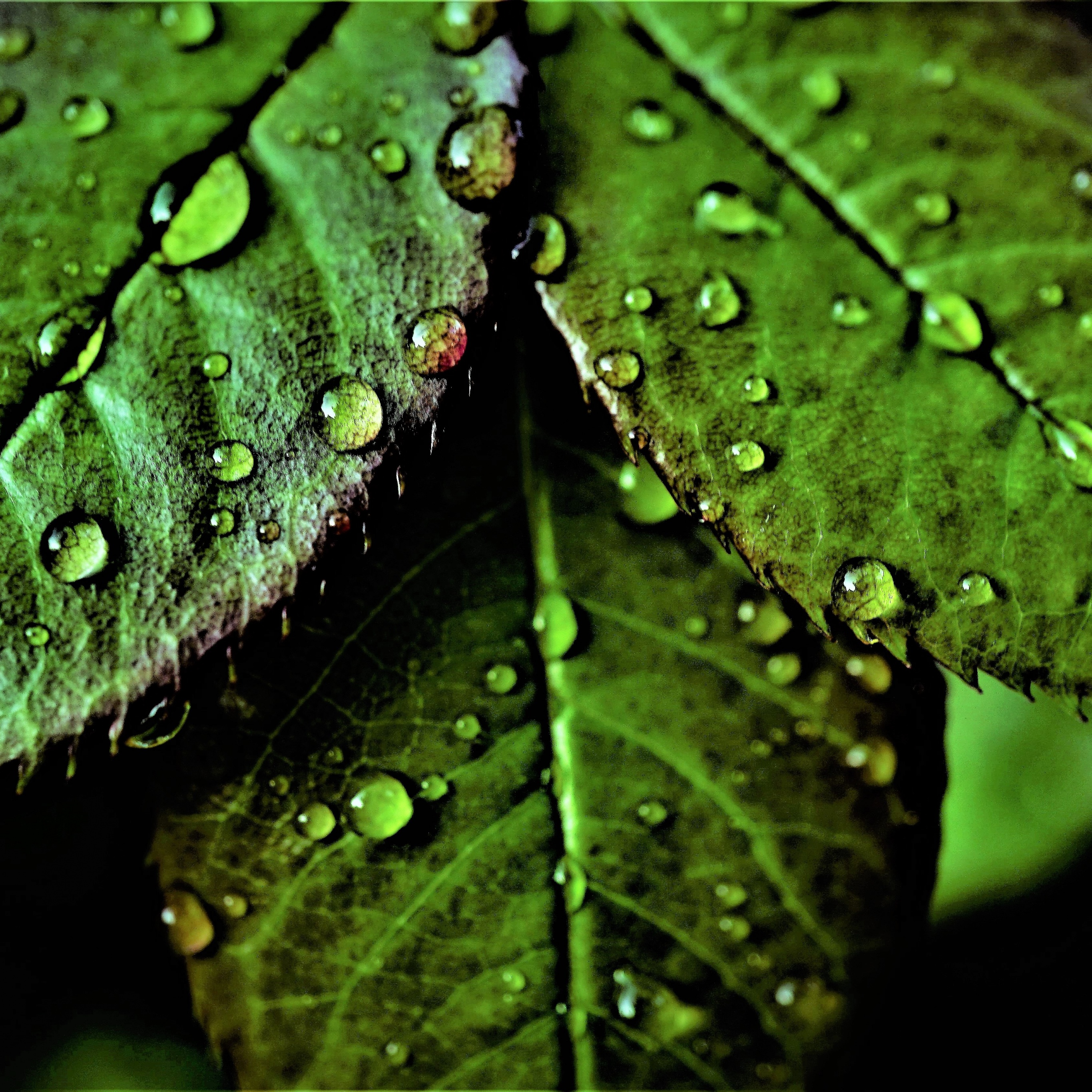 Green leaves Wallpaper 4K, Pattern, Water drops, Dew Drops, Closeup, Macro, Nature