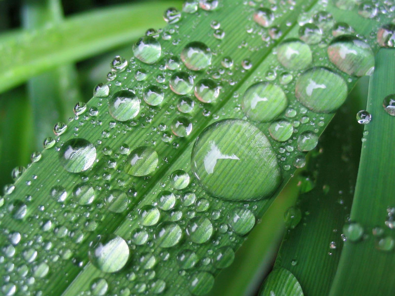 Dew drops on leaves. Grass wallpaper, Plant wallpaper, Nature
