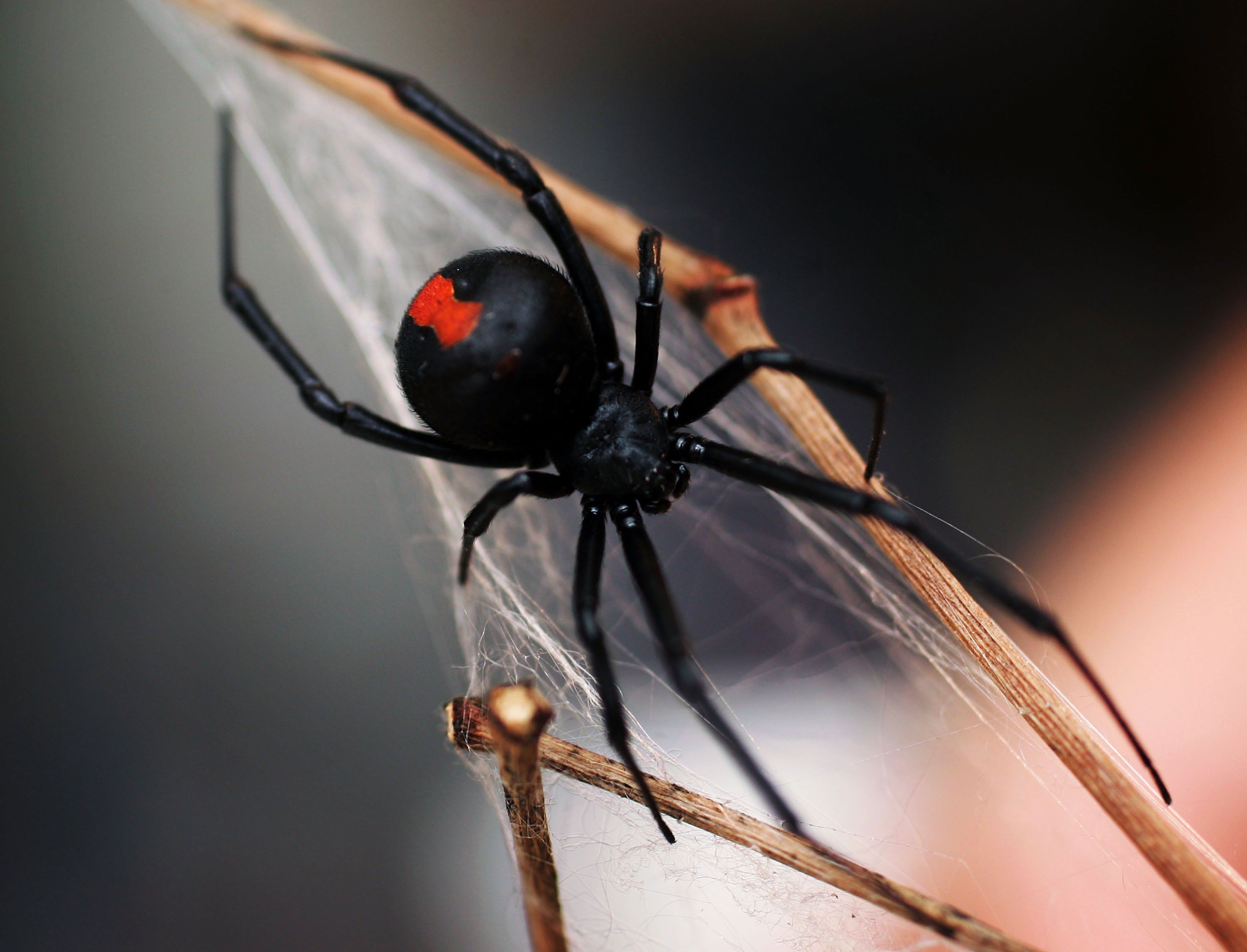 black widow spider wallpaper