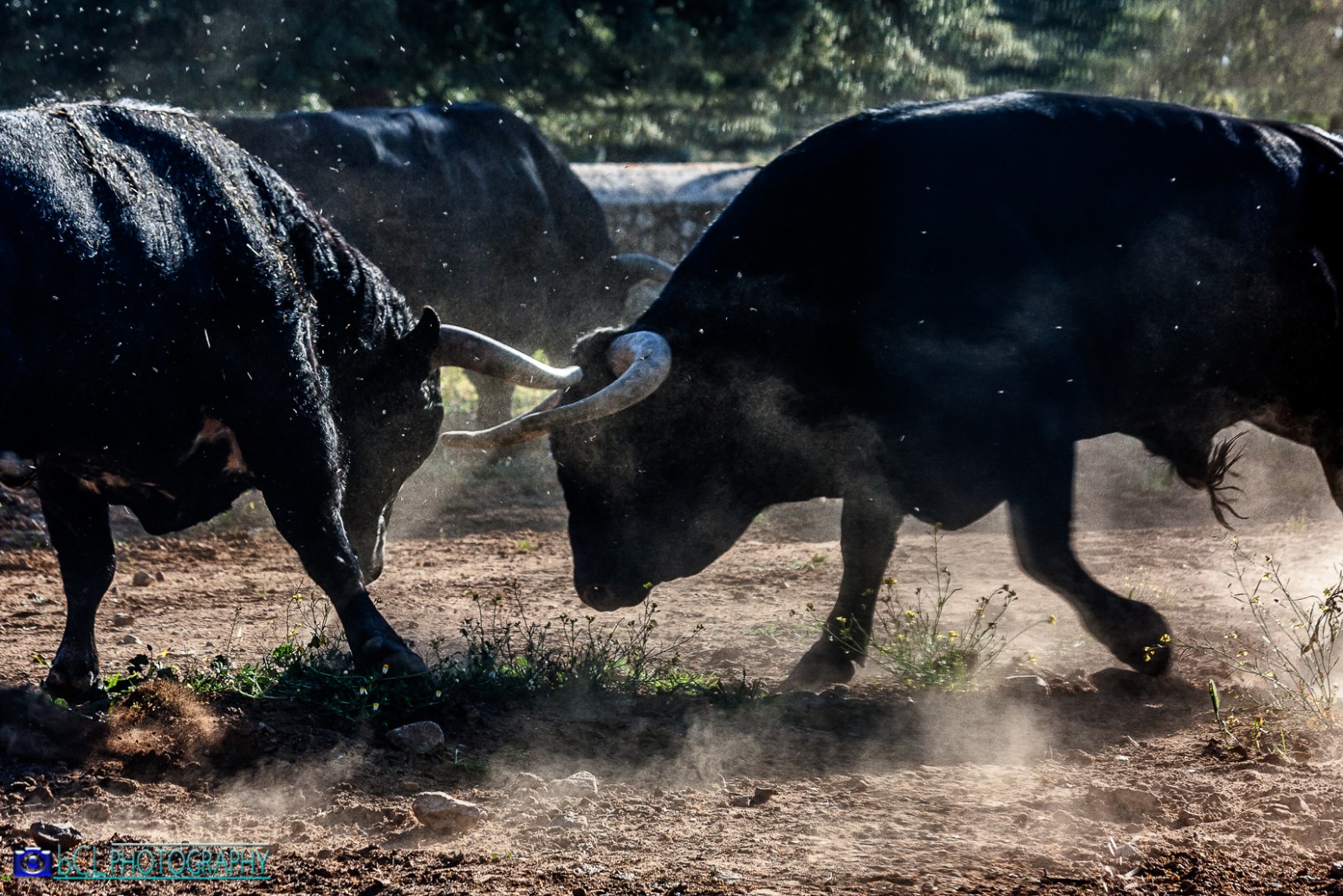 Motion: Bullfight in Seville