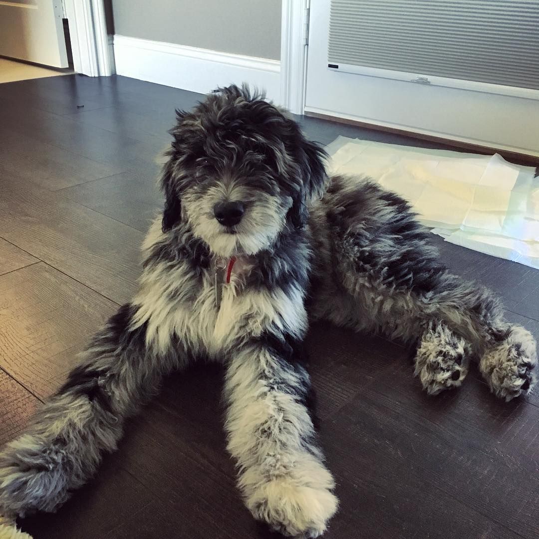 aussiedoodle. Cute dogs, Beautiful dogs, Dogs