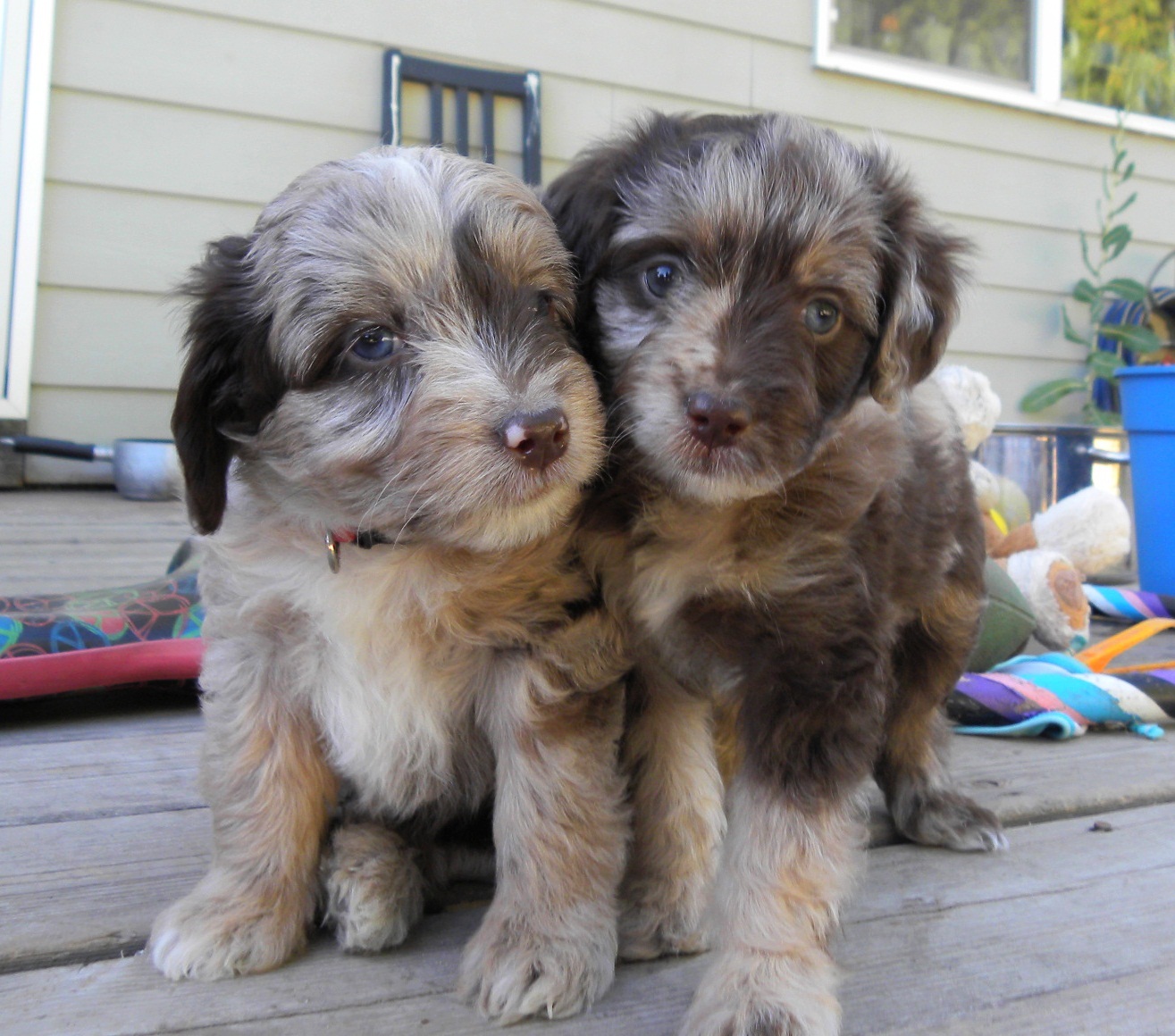 Aussiedoodle (Australian Shepherd Poodle Mix) Info, Puppies, Picture