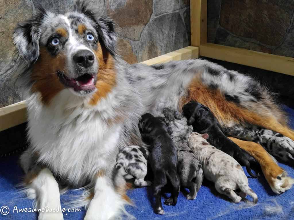 AussieDoodle, BerneDoodle & SheepaDoodle Puppy Nursery