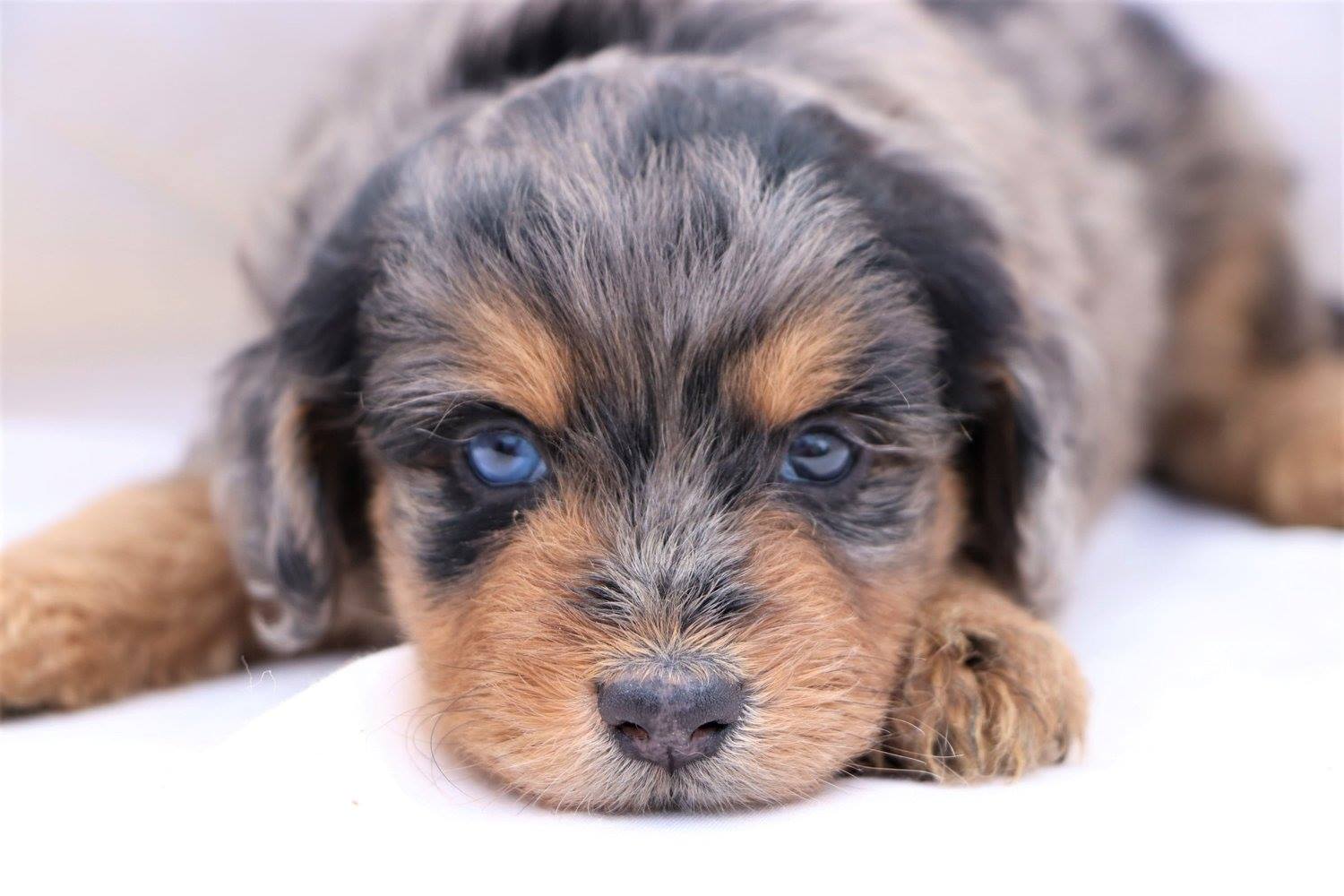 Aussiedoodle Merle Puppies Hot Sale, 60% OFF