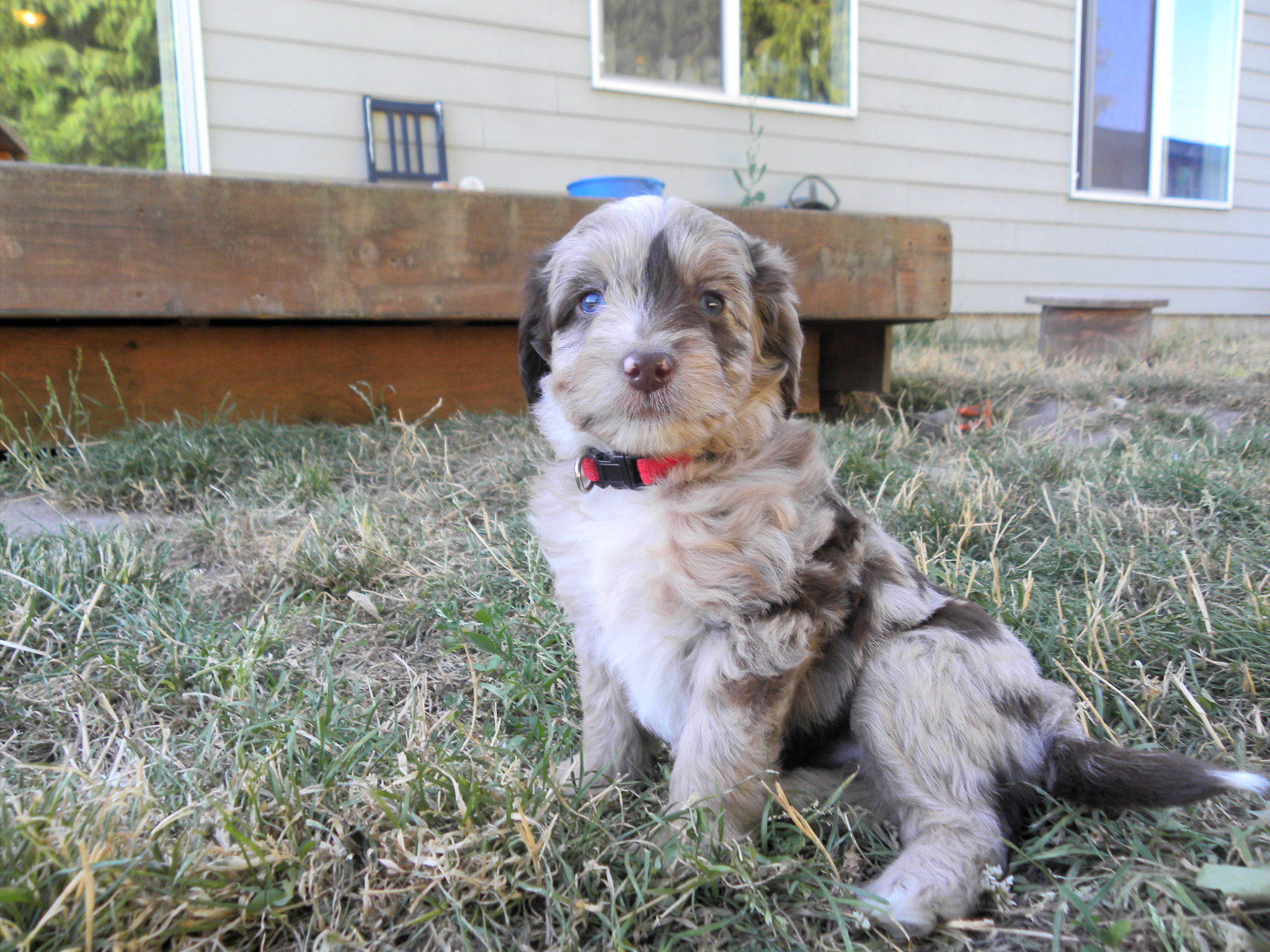 Yellow Girl and Red Collar Merle Girl Mini Aussiedoodles- Mini Aussiedoodles and Australian Labradoodle Puppies. Best Aussiedoodle Breeders in Washington State, Portland, Oregon