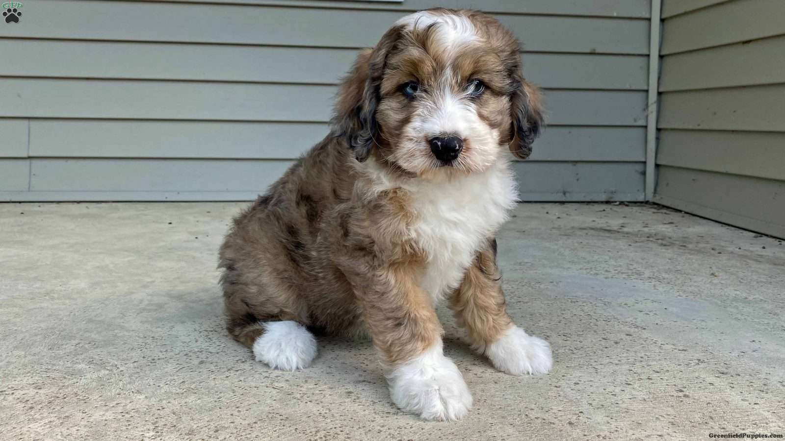 Star Puppy in Illinois