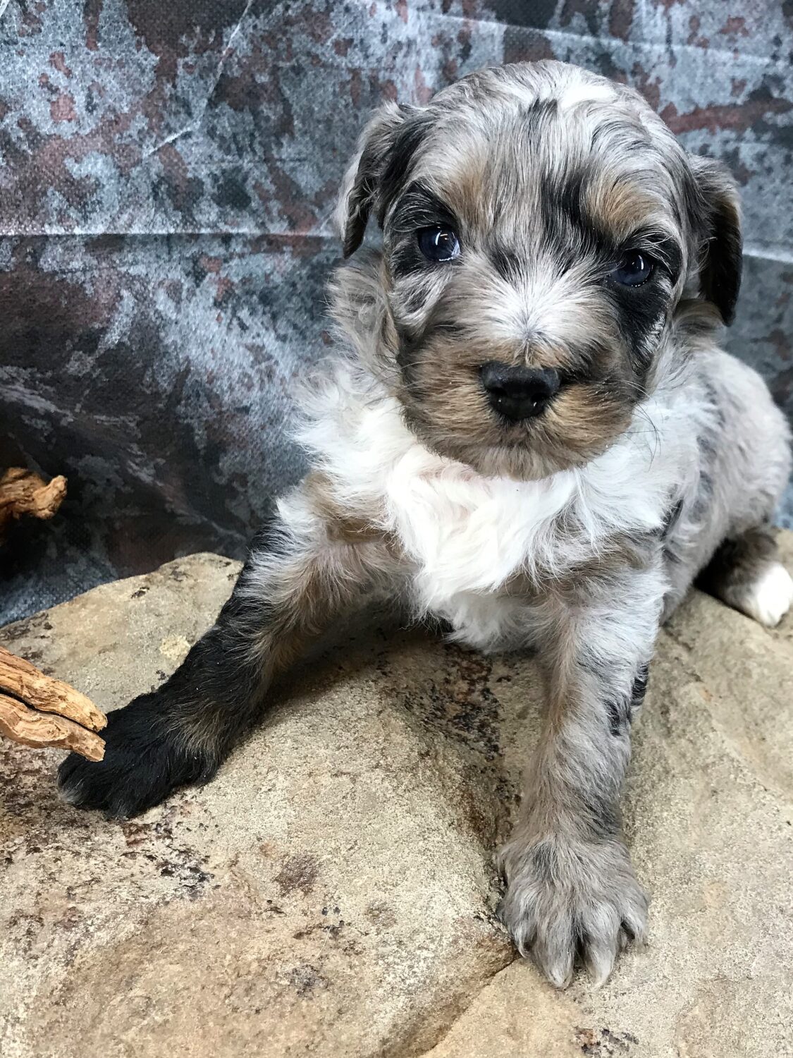 Suri X Pretzel Mini Multigen Aussiedoodle DOB 1 2 19 Photo 1 29 19 R Doodles